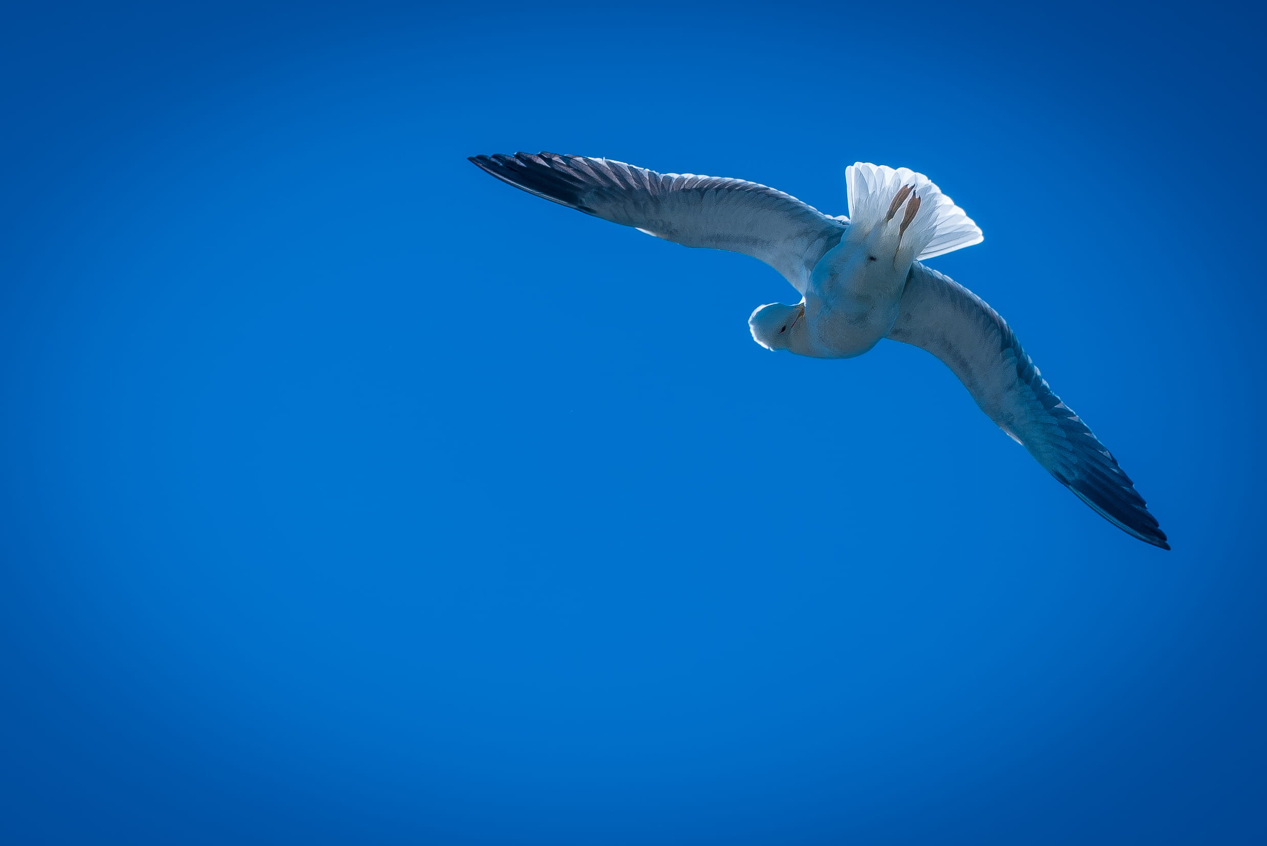 amsterdam, one animal, outdoors, spread wings, animals in the wild, animal wildlife, 1080P, vertebrate, blue, seagull, motion, underwater, clear sky, water, HD Wallpaper