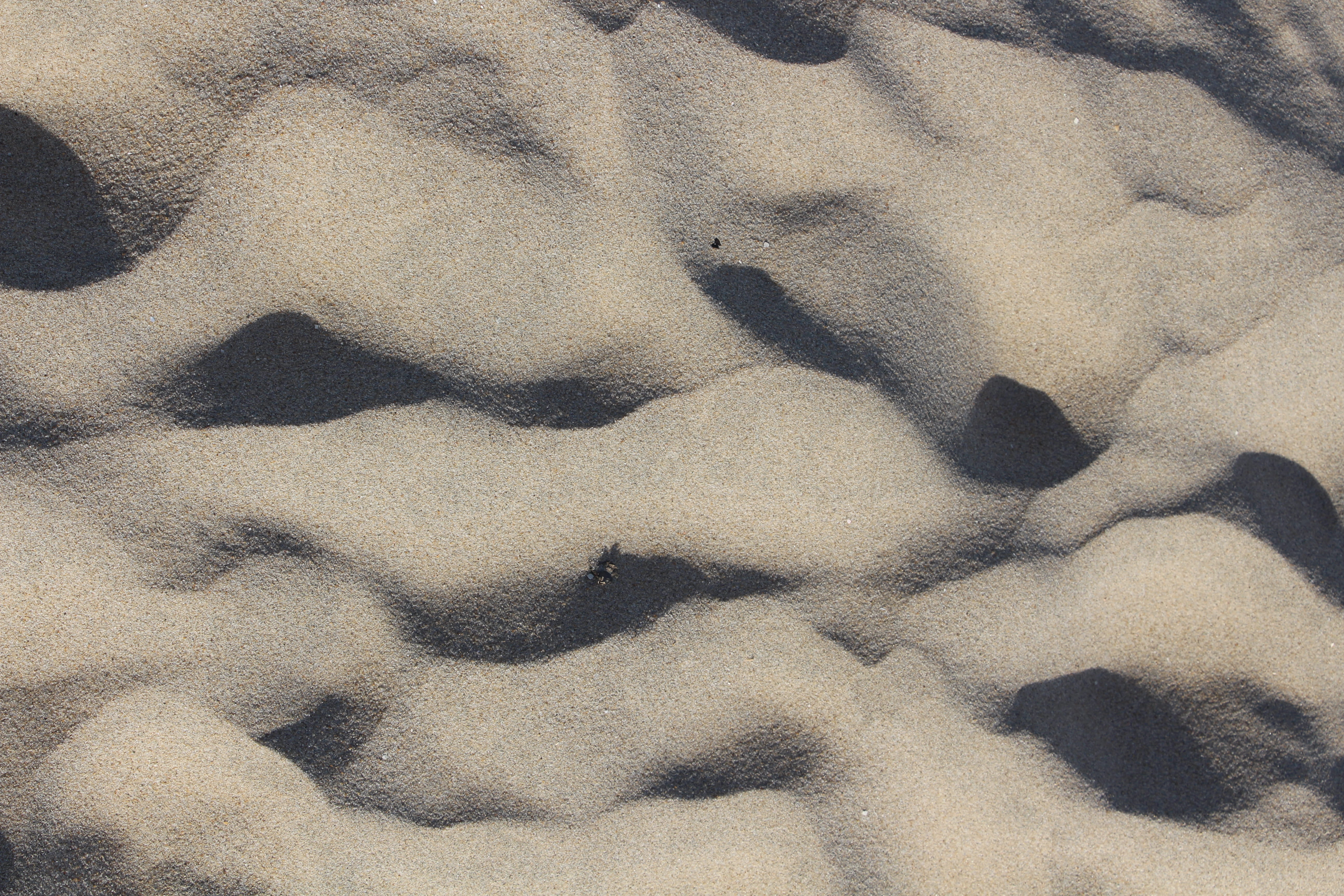 mammal, animal, backgrounds, full frame, soil, desert, day, scenery, pattern, beach sand, ground, petten, beachsand, rough, shadow, textured, outdoors, HD Wallpaper