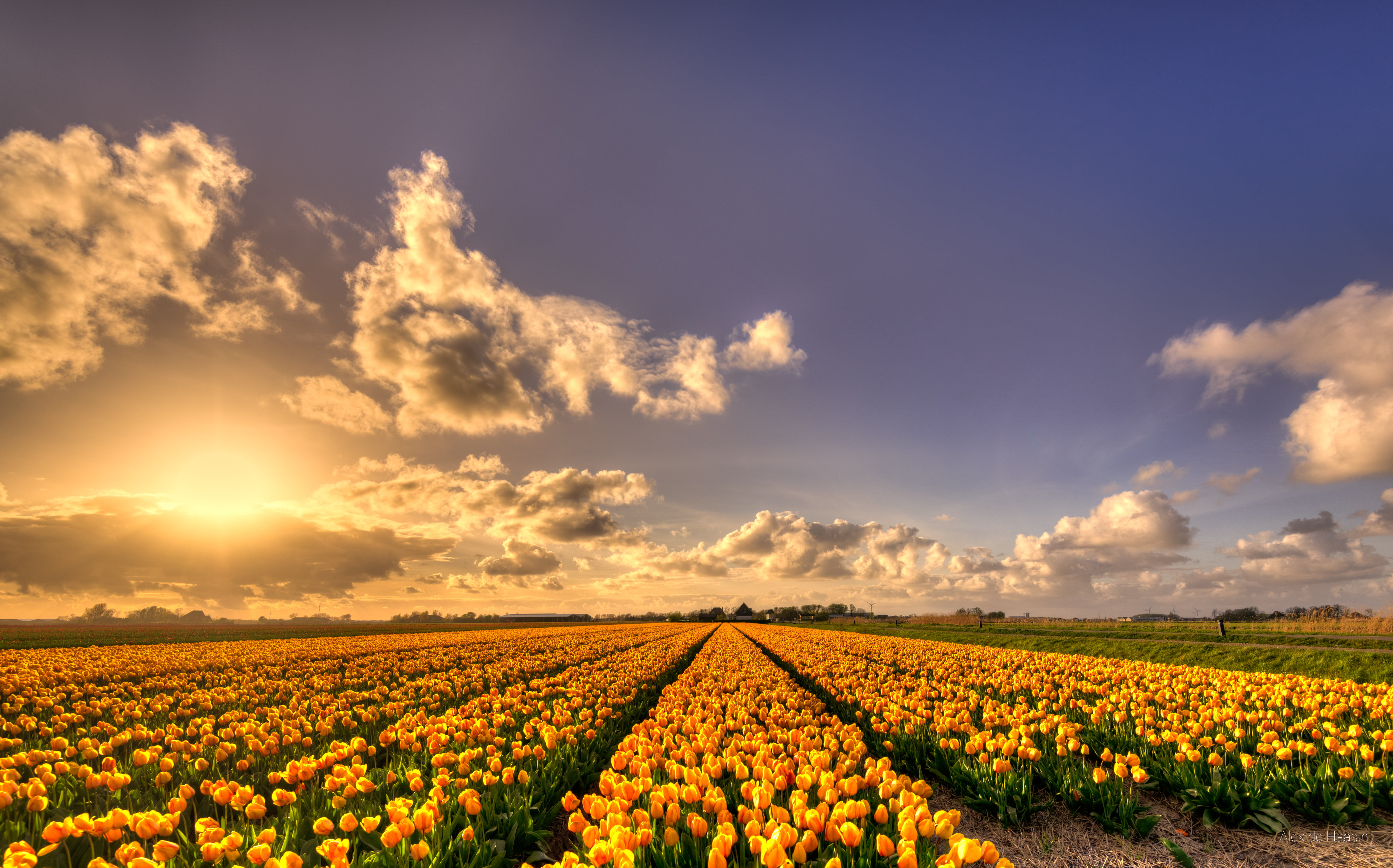 flower  flower, 5K, Nikon, golden, farm, flower fields, nature, beauty In Nature, zon, Noord-Holland, HDR, outdoors, D750, sunset, springtime, Europe, HD Wallpaper
