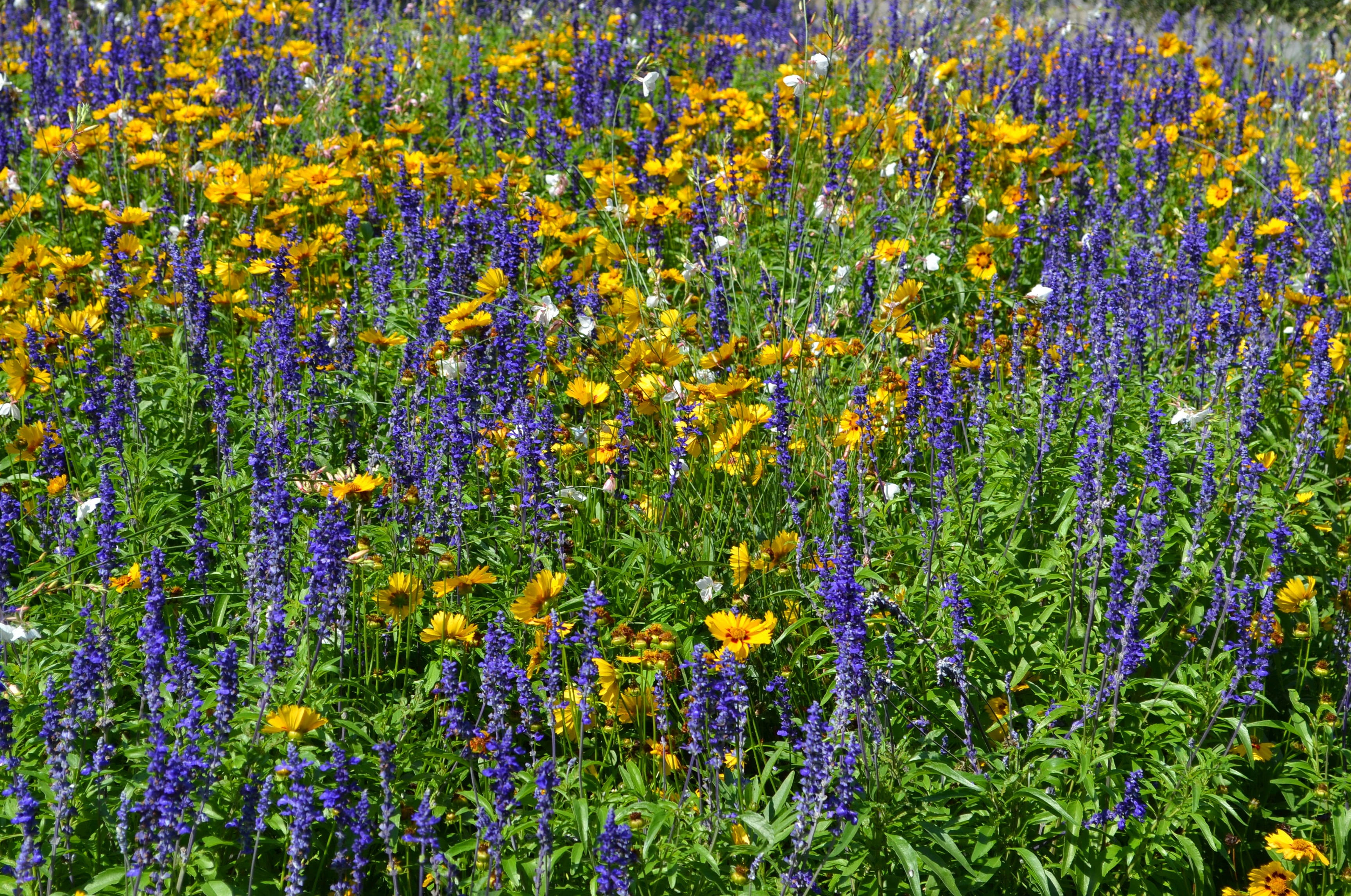 zomer, bloemen, flowerbed, purple, day, vulnerability, land, backgrounds, nature, bloemenveld, yellow, full frame, fragility, flowering plant, field, growth, HD Wallpaper