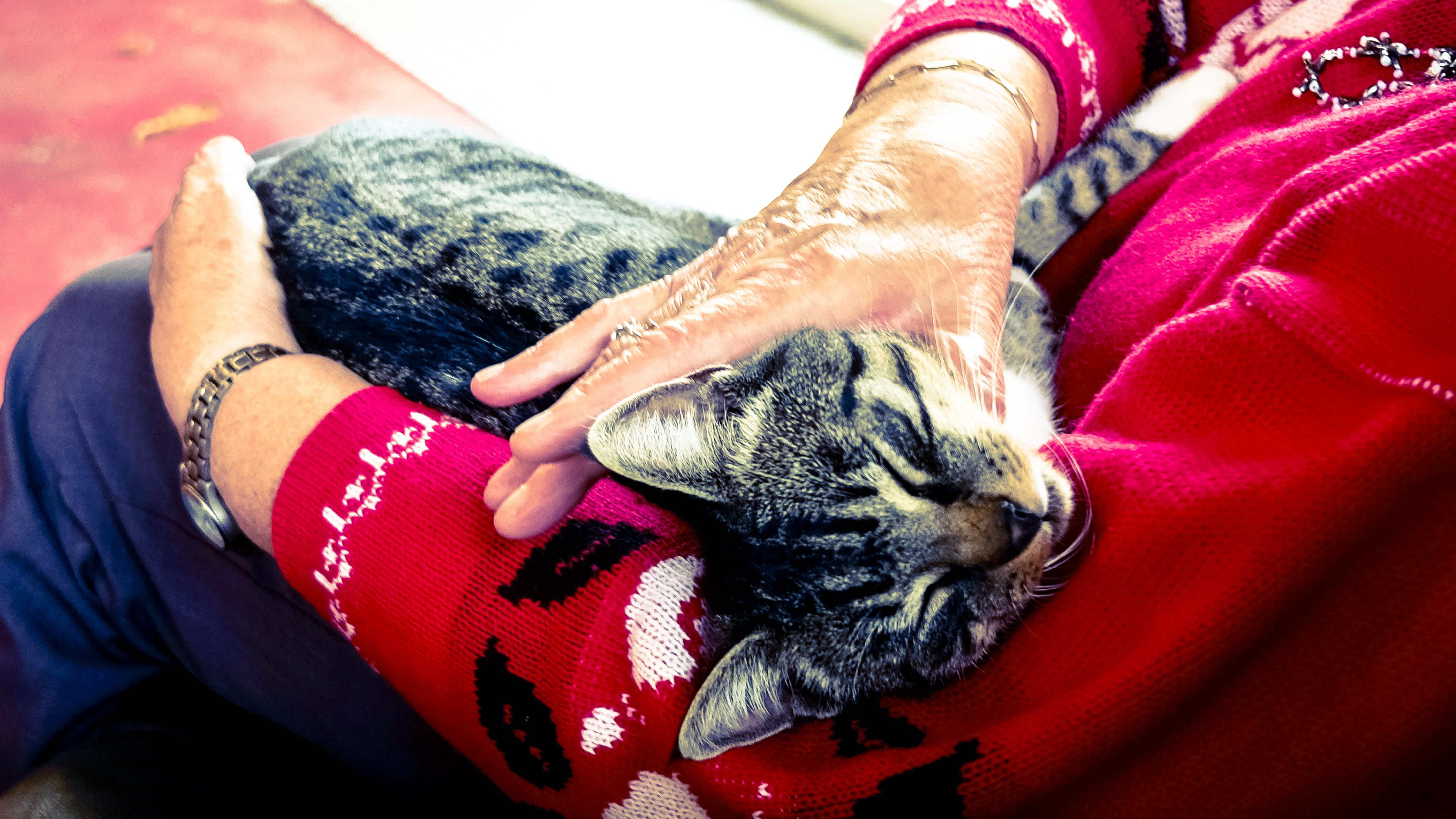 elderly, casual clothing, domestic, cat, old hands, one animal, sleeping, human body part, midsection, person, indoors, hand, real people, pet, domestic animals, HD Wallpaper