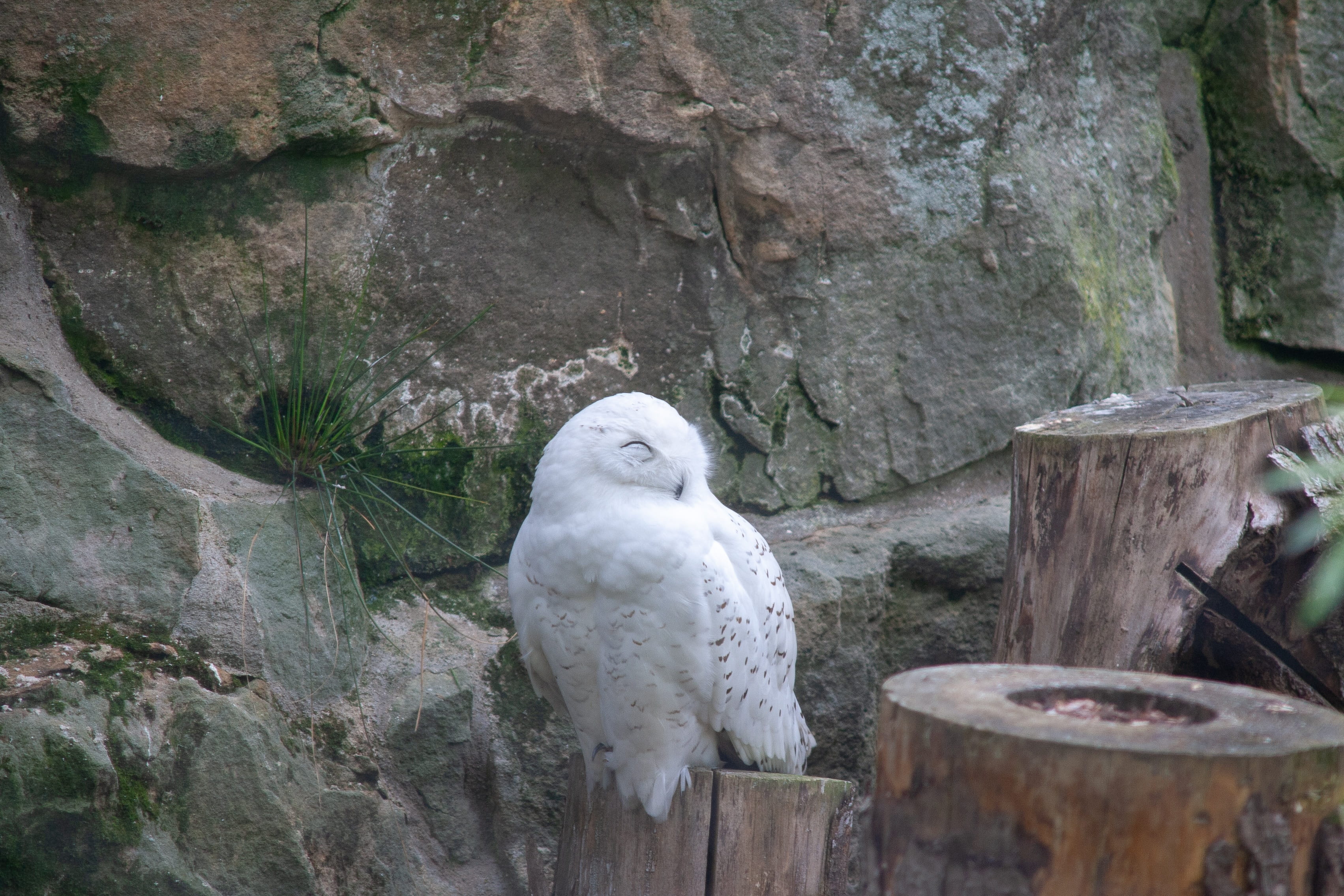 animal wildlife, tree, perching, wood - material, no people, perched, outdoors, rock - object, bird, solid, animals in the wild, zee, rocks, close-up, day, HD Wallpaper