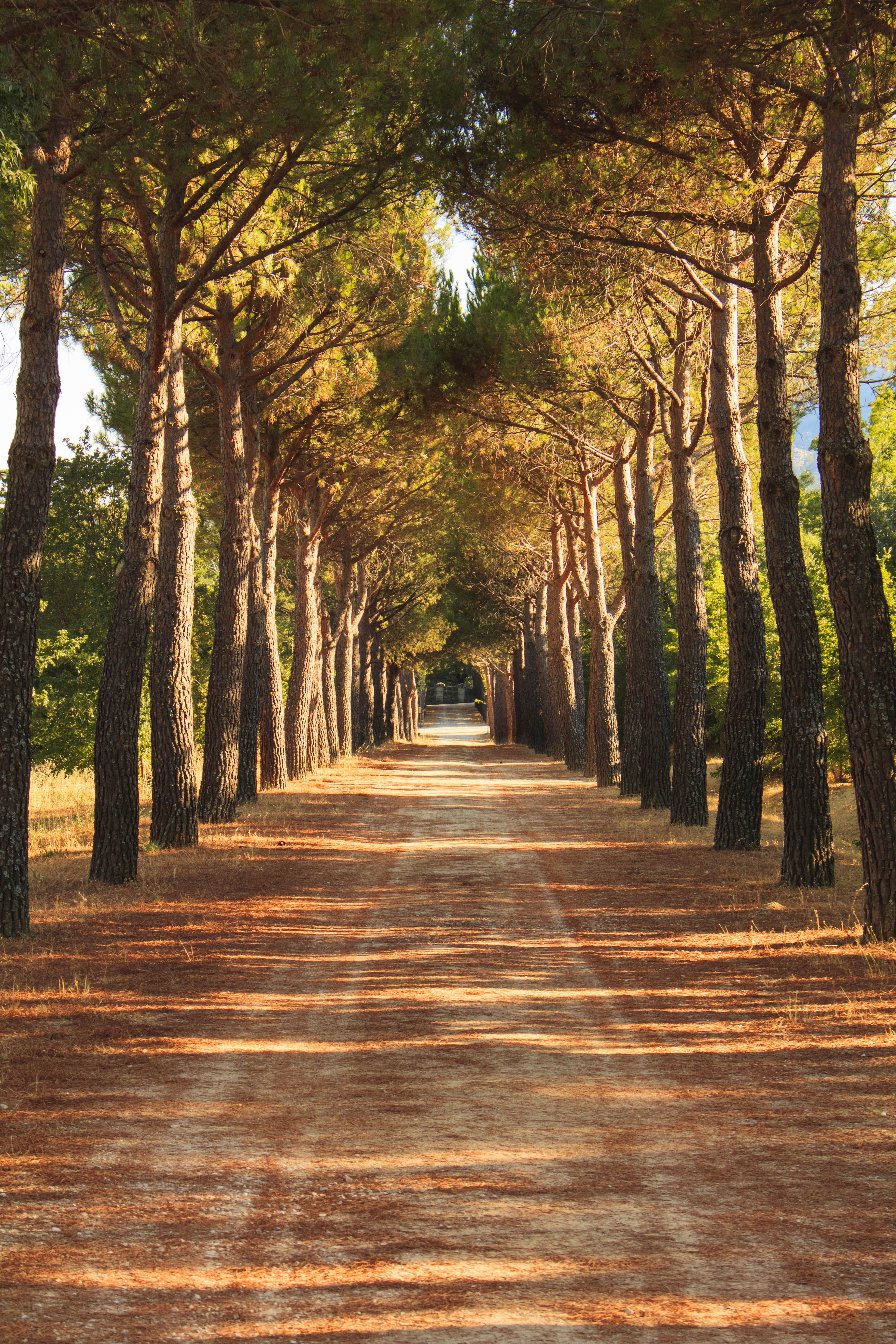 beauty in nature, royal seat of san lorenzo de el escorial, growth, tree canopy, spain, san lorenzo de el escorial, outdoors, shadow, footpath, el escorial, Phone HD Wallpaper