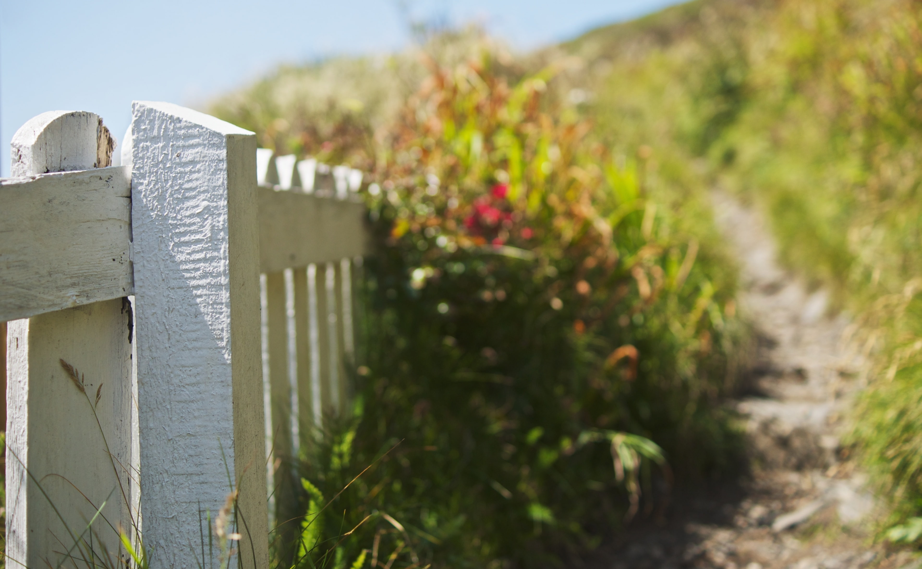 architecture, landscape, Wood, 4K, built structure, flower, selective focus, Seasons, outdoors, mullion, wooden, Coastal, White, flowering plant, sunlight, HD Wallpaper