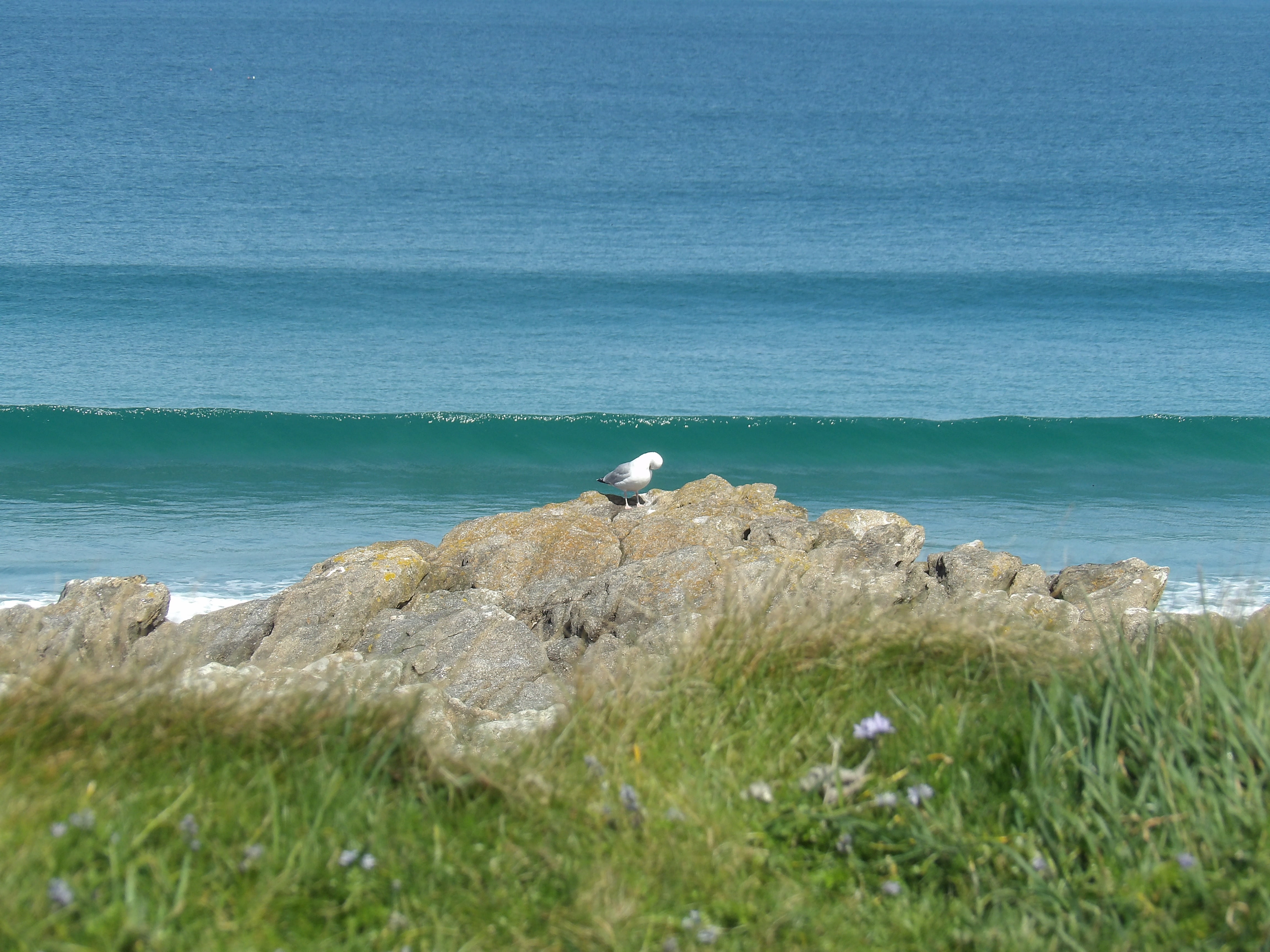 plant, trail, animals in the wild, grass, coastline, scenics - nature, beauty in nature, seaside, seagull, horizon, bird, ocean, 4K, summer, sea, france, HD Wallpaper