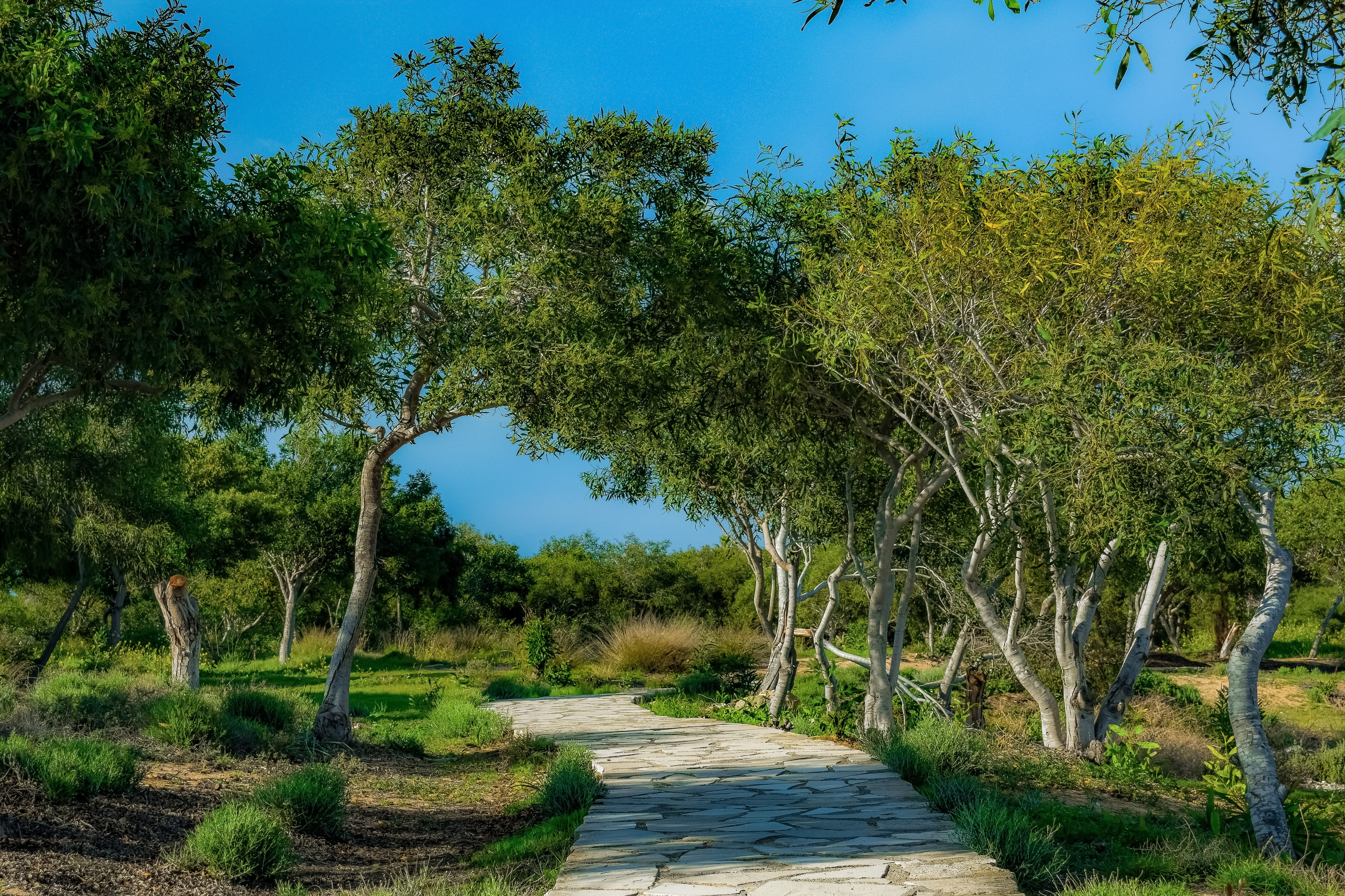 the way forward, empty, nature, green color, glade, copse, trees, sky, day, outdoors, tranquil scene, growth, footpath, scenics - nature, coastal, cyprus, HD Wallpaper