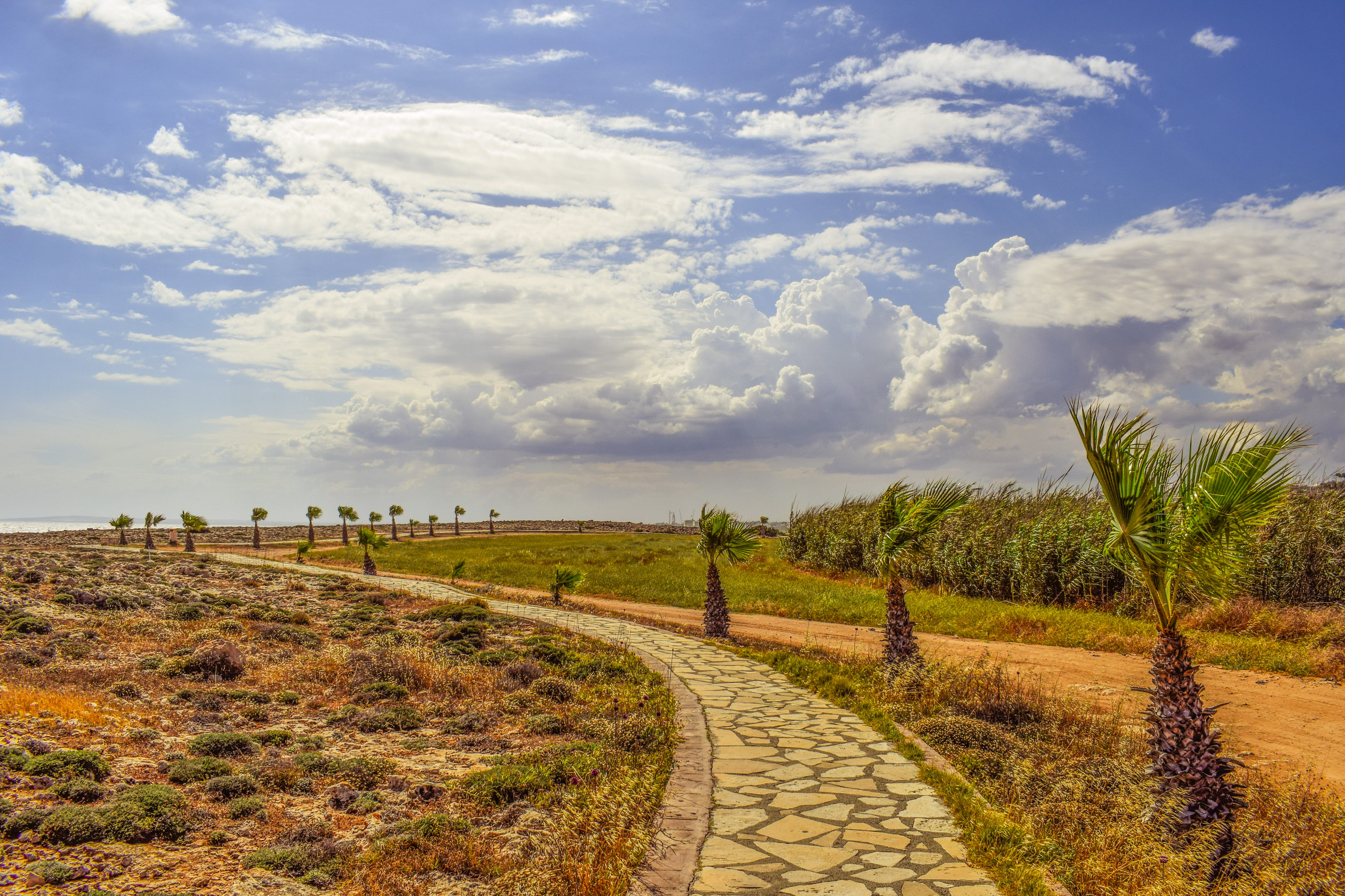 Palm Trees, plant, plantation, tranquil scene, scenics - nature, direction, clouds, outdoors, scenics, rural scene, growth, cloud - sky, beauty in nature, HD Wallpaper