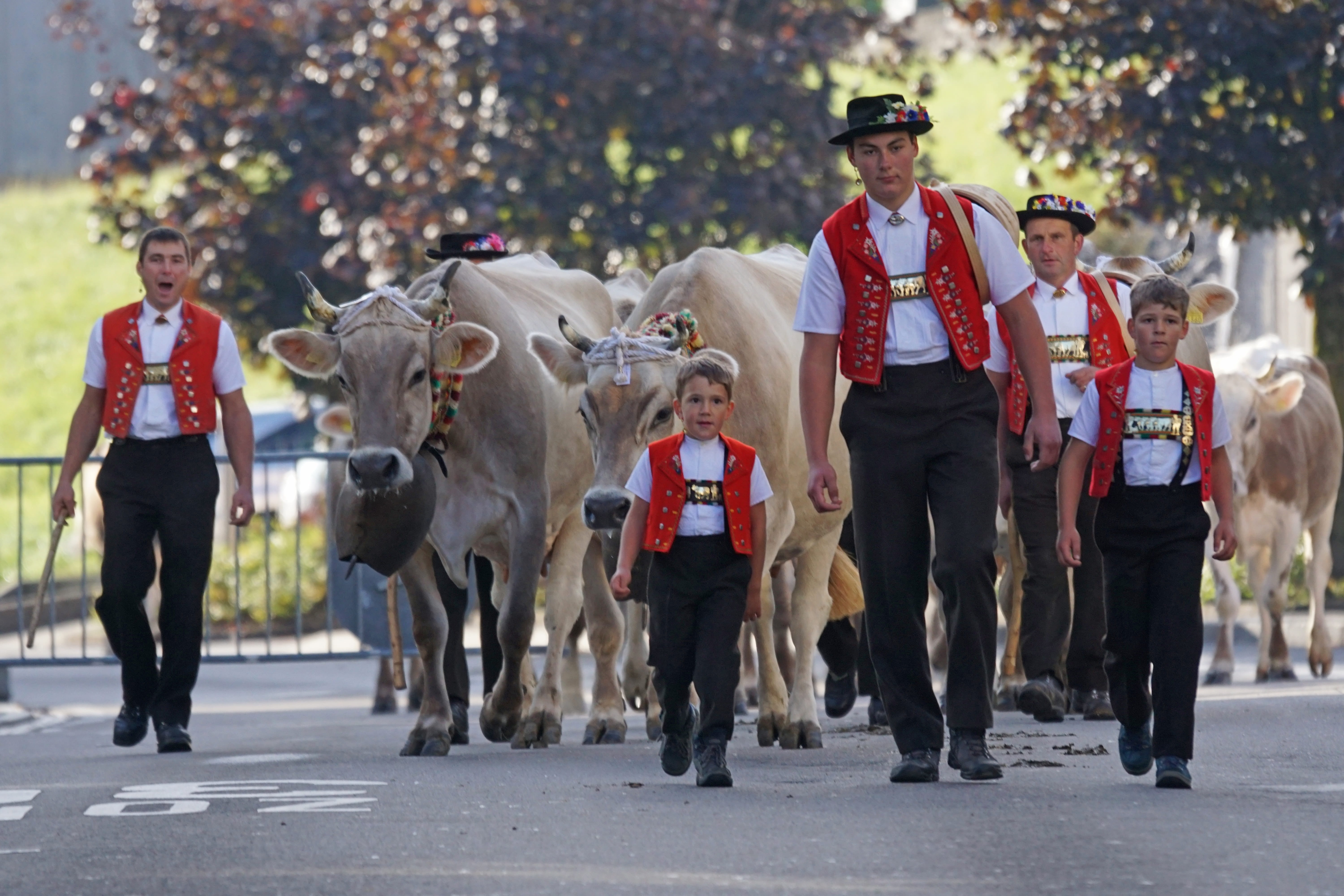 real people, costume, group of people, outdoors, appenzell, cows, adult, leisure activity, domestic, switzerland, sennisch, vertebrate, cattle show, tradition, HD Wallpaper