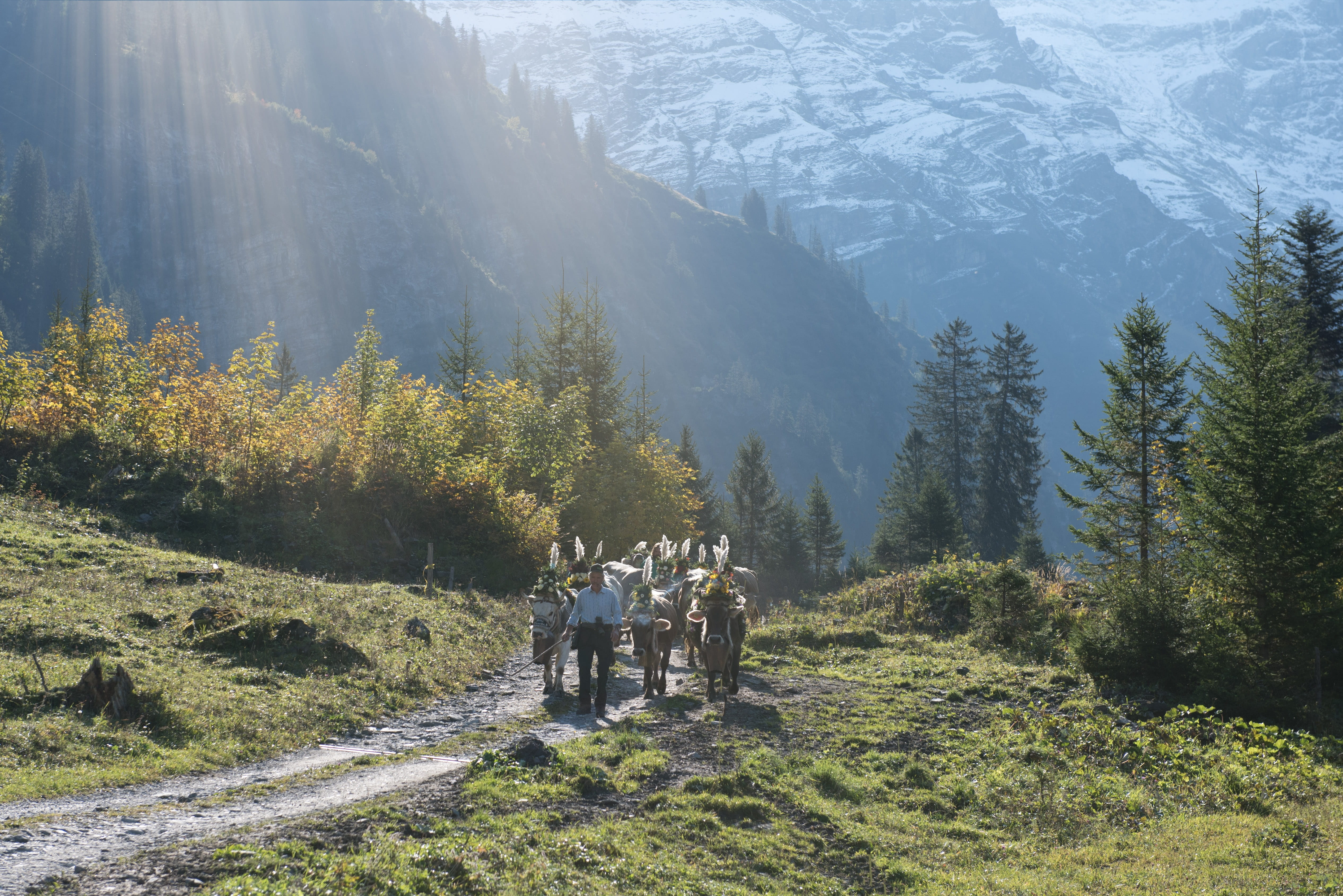 rear view, autumn, non-urban scene, men, leisure activity, mountain, nature, tranquility, scenics - nature, sennen, land, alpine, hiking, descent, glarus, HD Wallpaper