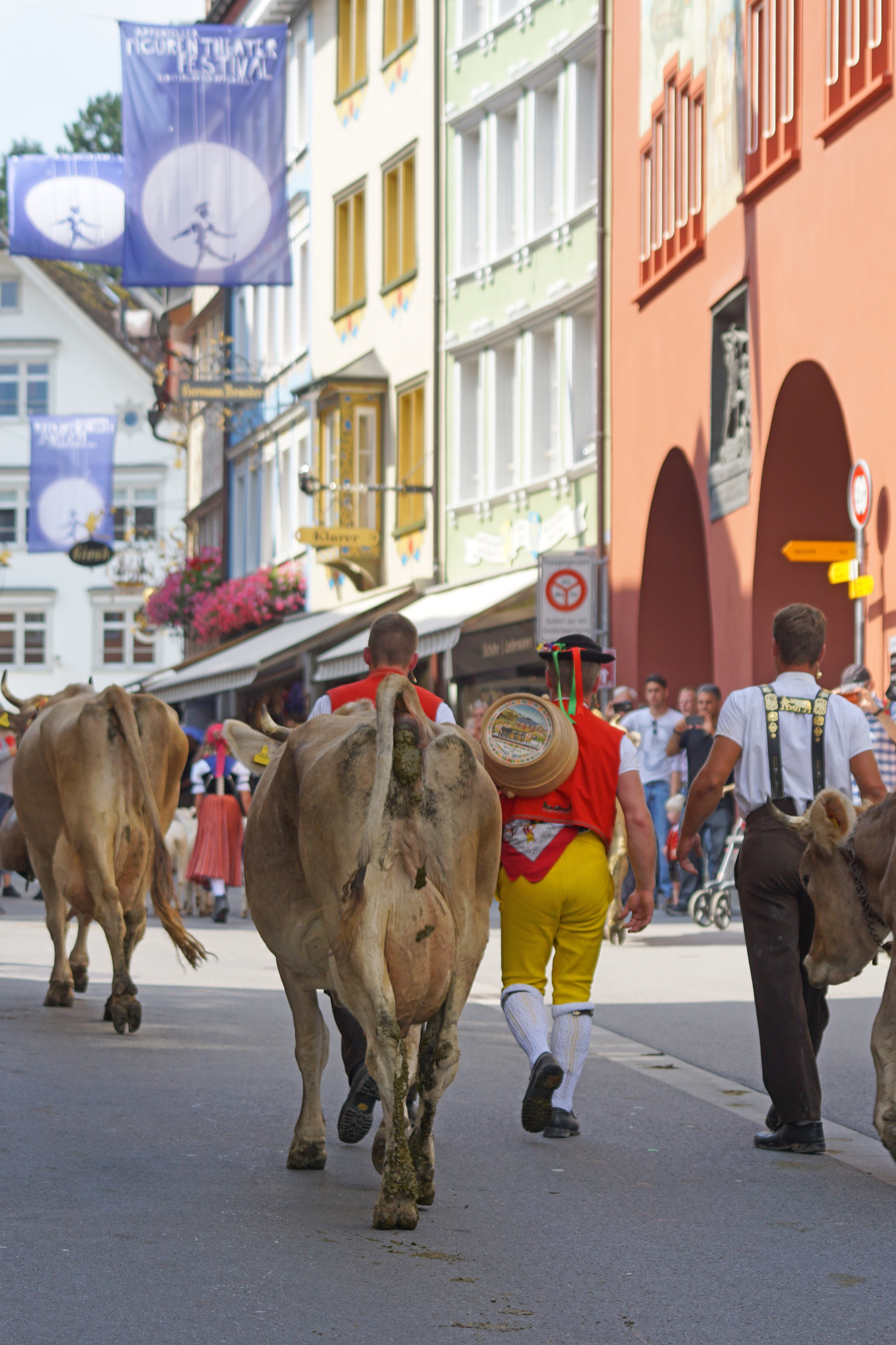 almabtrieb, cows, innerrhoden, village, switzerland, transportation, architecture, désalpe, real people, sennen, day, appenzeller, mammal, built structure, Phone HD Wallpaper