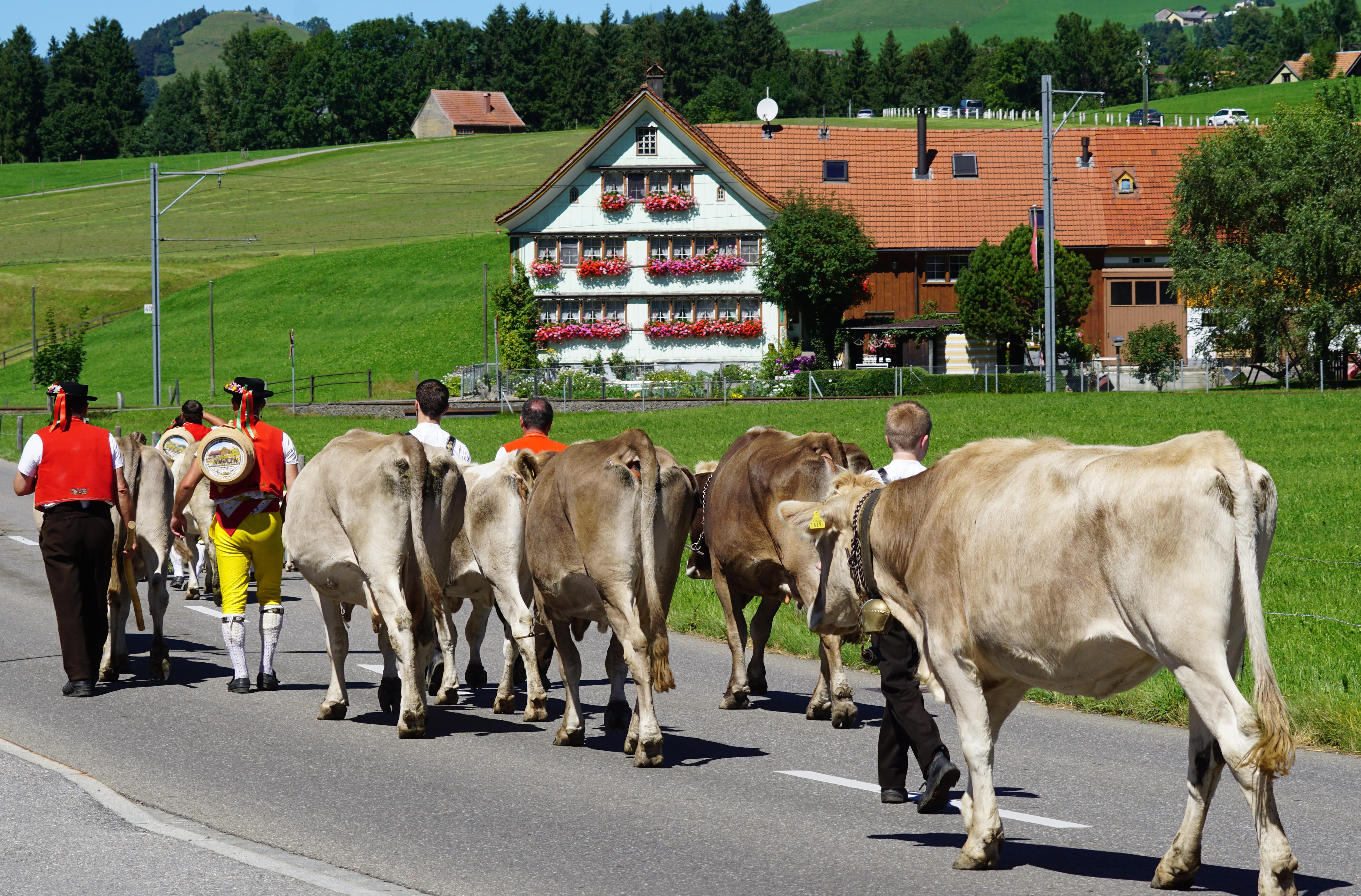 road, plant, innerrhoden, outdoors, costumes, built structure, cattle, livestock, domestic animals, men, Alp, building exterior, cow, group of people, Output, HD Wallpaper