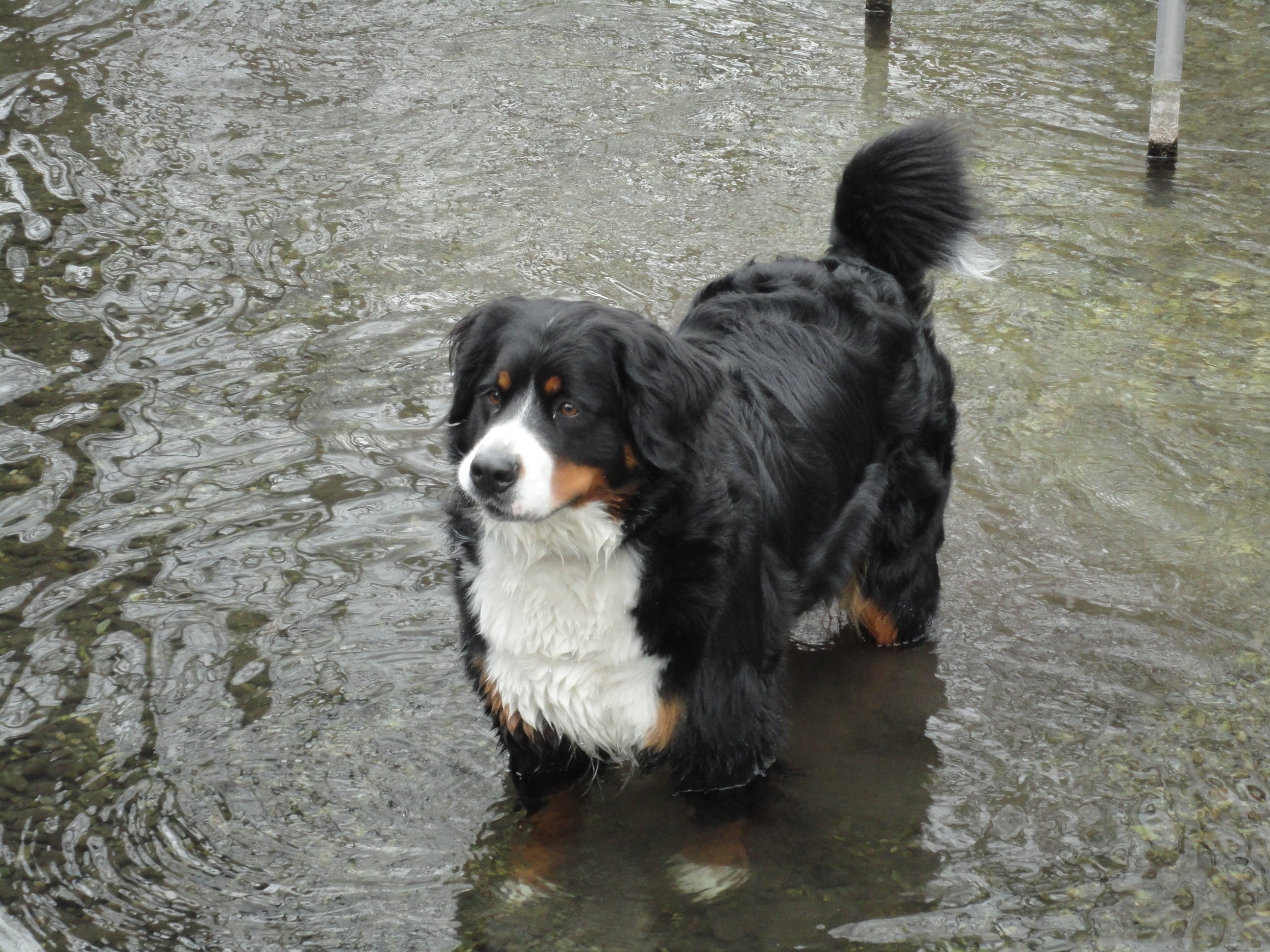 canine, dog, female, thirst, waterfront, day, black color, bad, domestic, purebred Dog, one animal, outdoors, bernese Mountain Dog, no people, pond, mammal, HD Wallpaper
