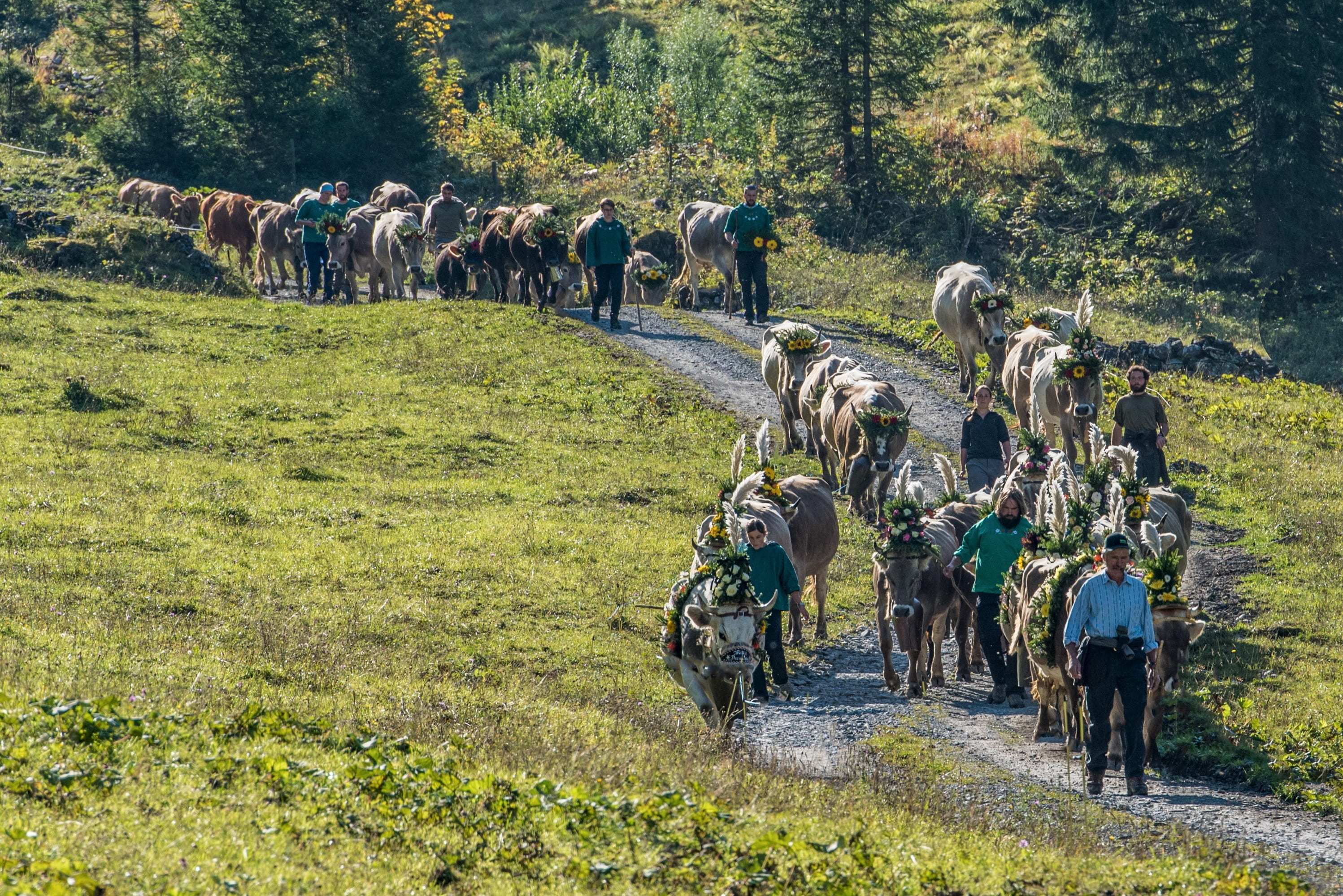 autumn, outdoors, large group of people, group of animals, large group of animals, domestic animals, cows, plant, animal, glarus, domestic, land, switzerland, HD Wallpaper
