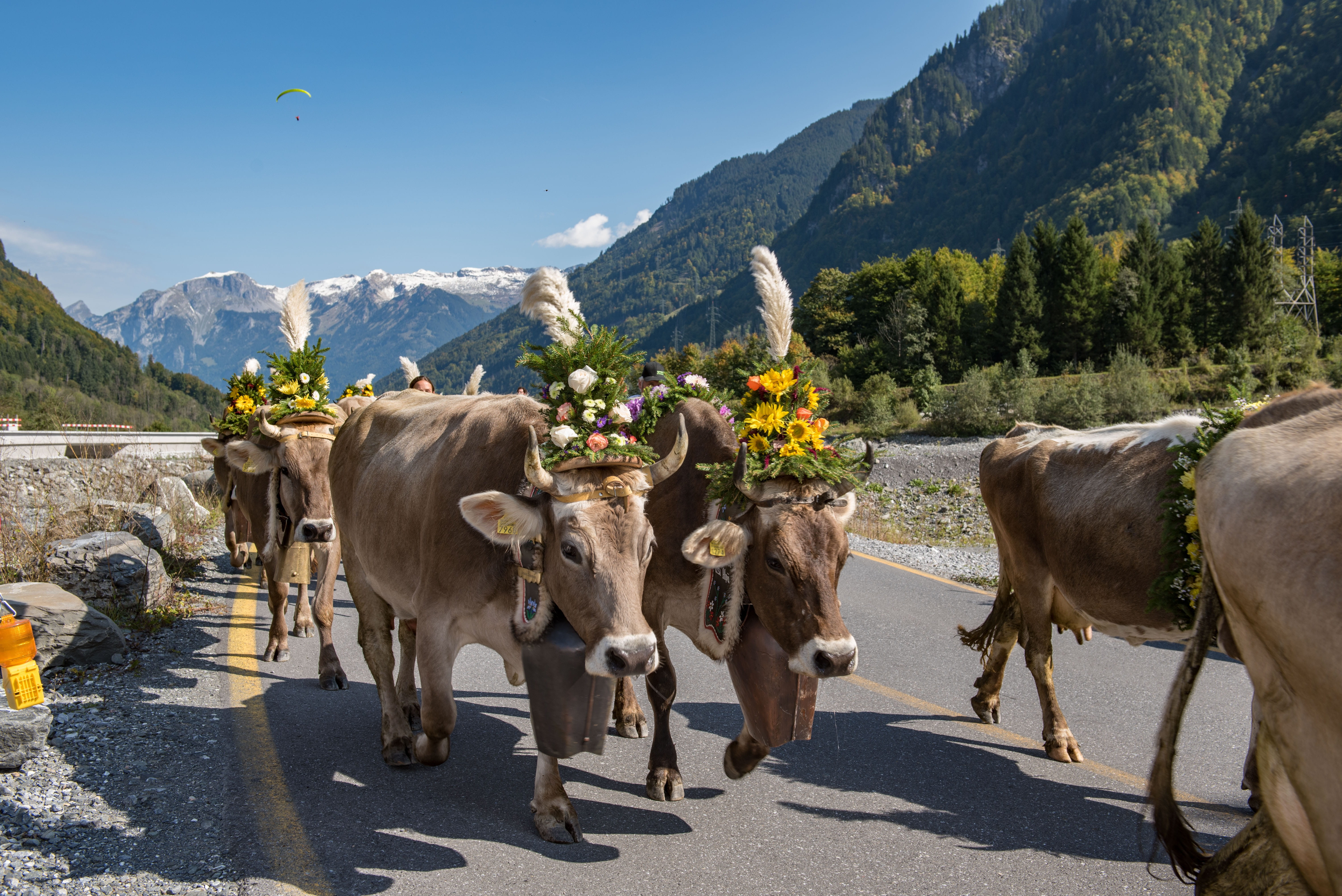 day, mammal, désalpe, outdoors, mountain, agriculture, domestic, autumn, transportation, domestic animals, group of animals, alpine, cow, vertebrate, descent, HD Wallpaper