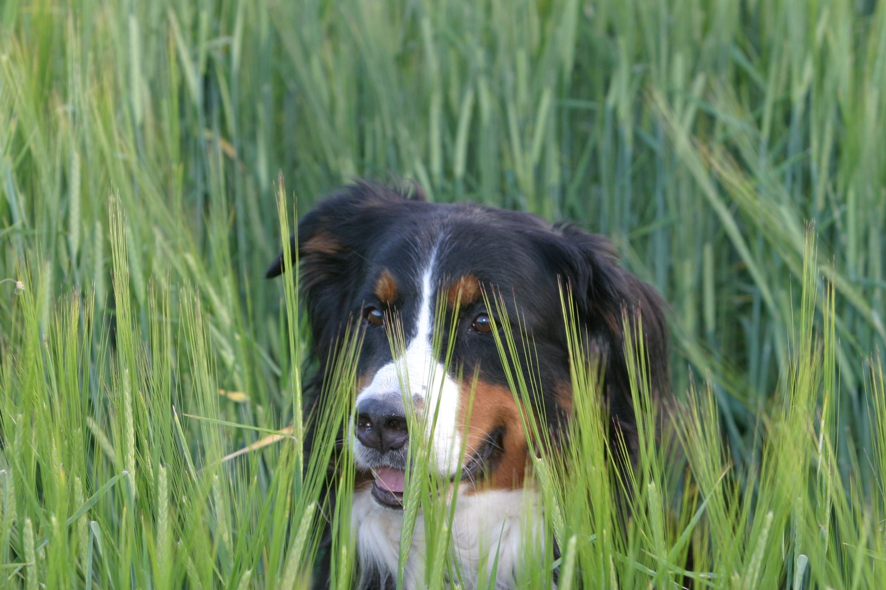 land, mammal, outdoors, animal themes, animal body part, animal head, vertebrate, grass, nature, berner sennen dog, no people, dog, animal, pets, one animal, HD Wallpaper