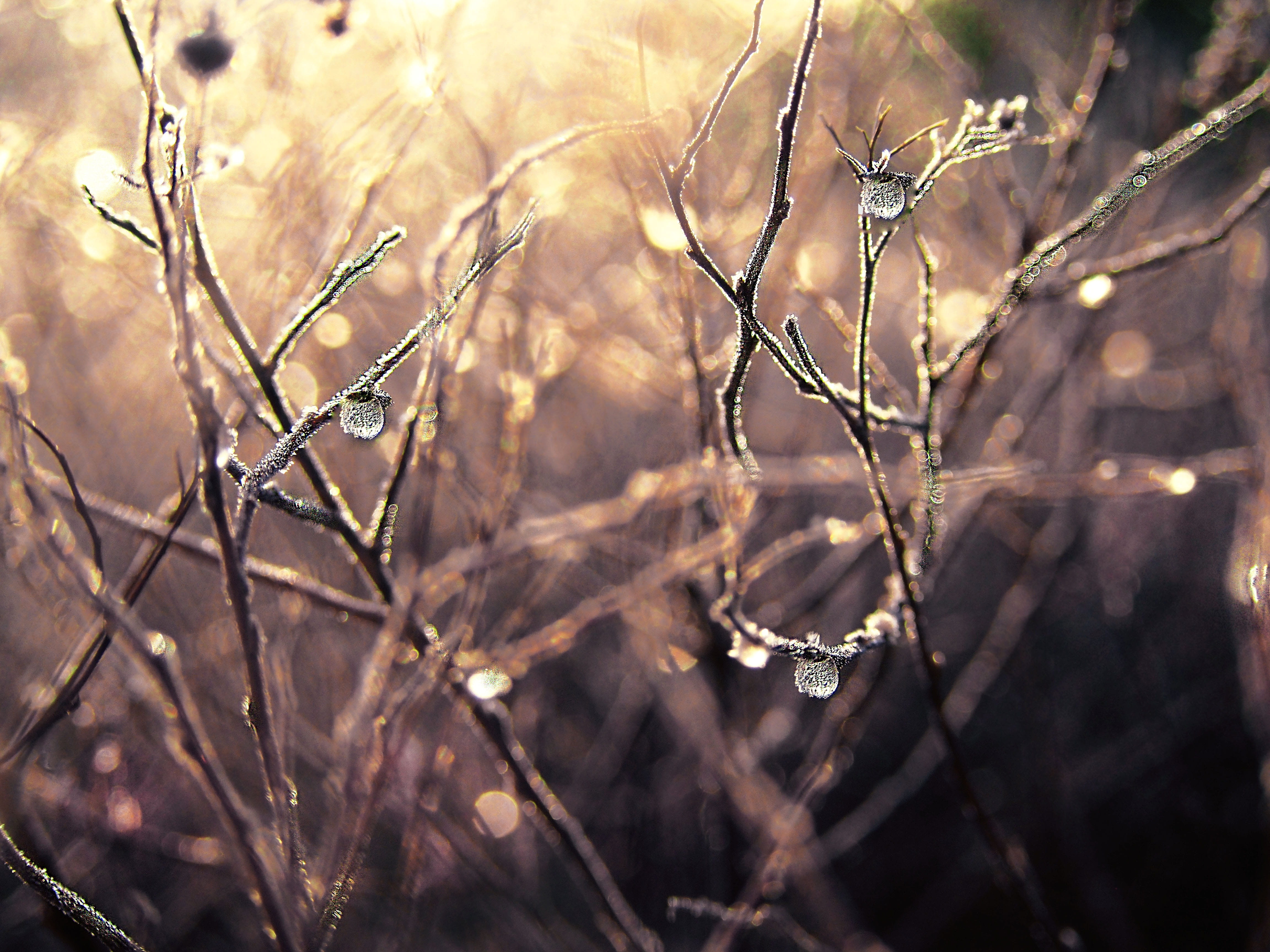 outdoors, rosa, ice, bush, a drop of, dew, drop of rain, Wet, focus on foreground, dead plant, day, ground frost, autumn, tranquility, tree, icy, winter, HD Wallpaper