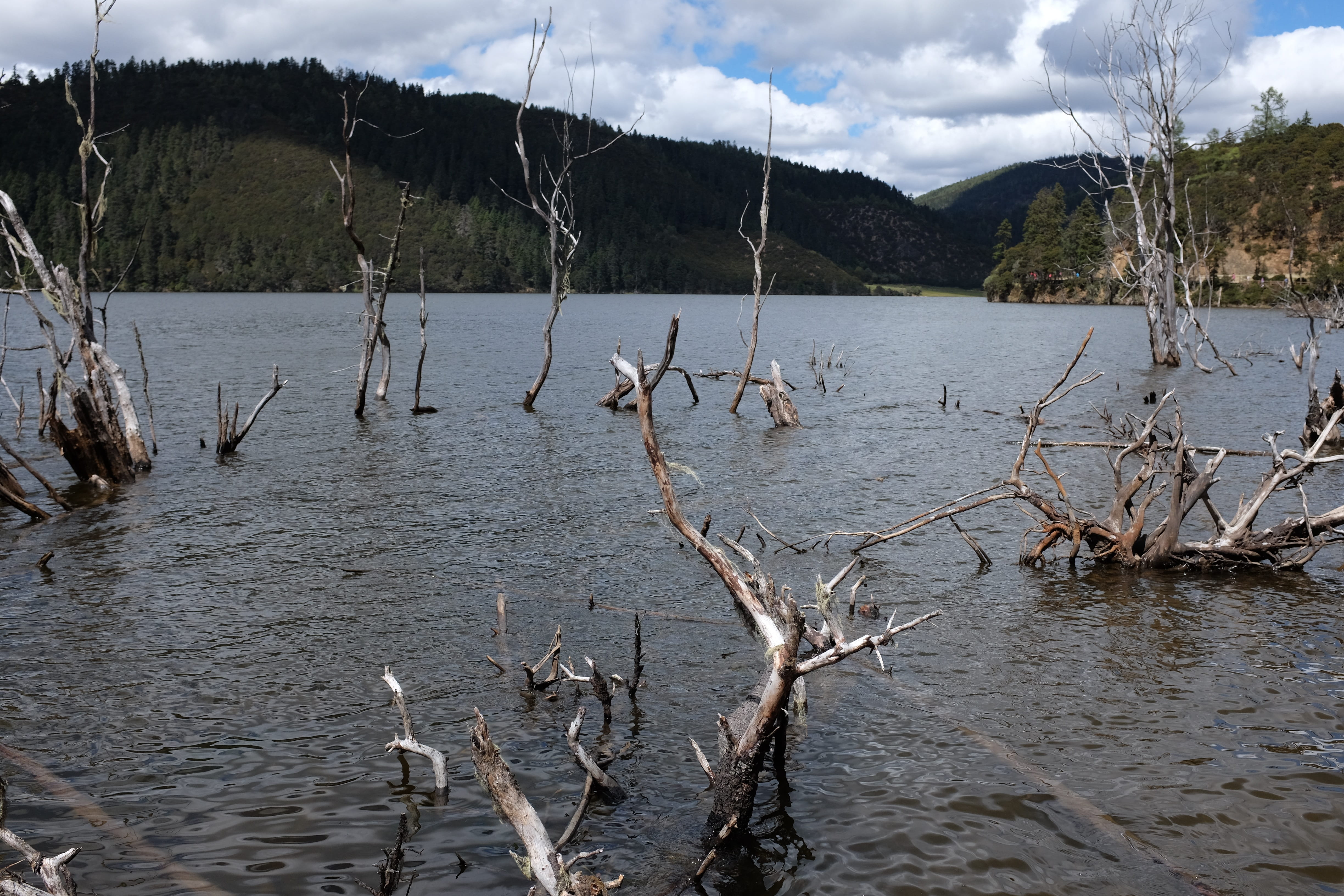 nature, sky, water, in yunnan province, Yunnan Province, China, Shangri-LaS, bodies Of Water, driftwood, remote, tree, outdoors, lake, pollution, beauty in nature, HD Wallpaper