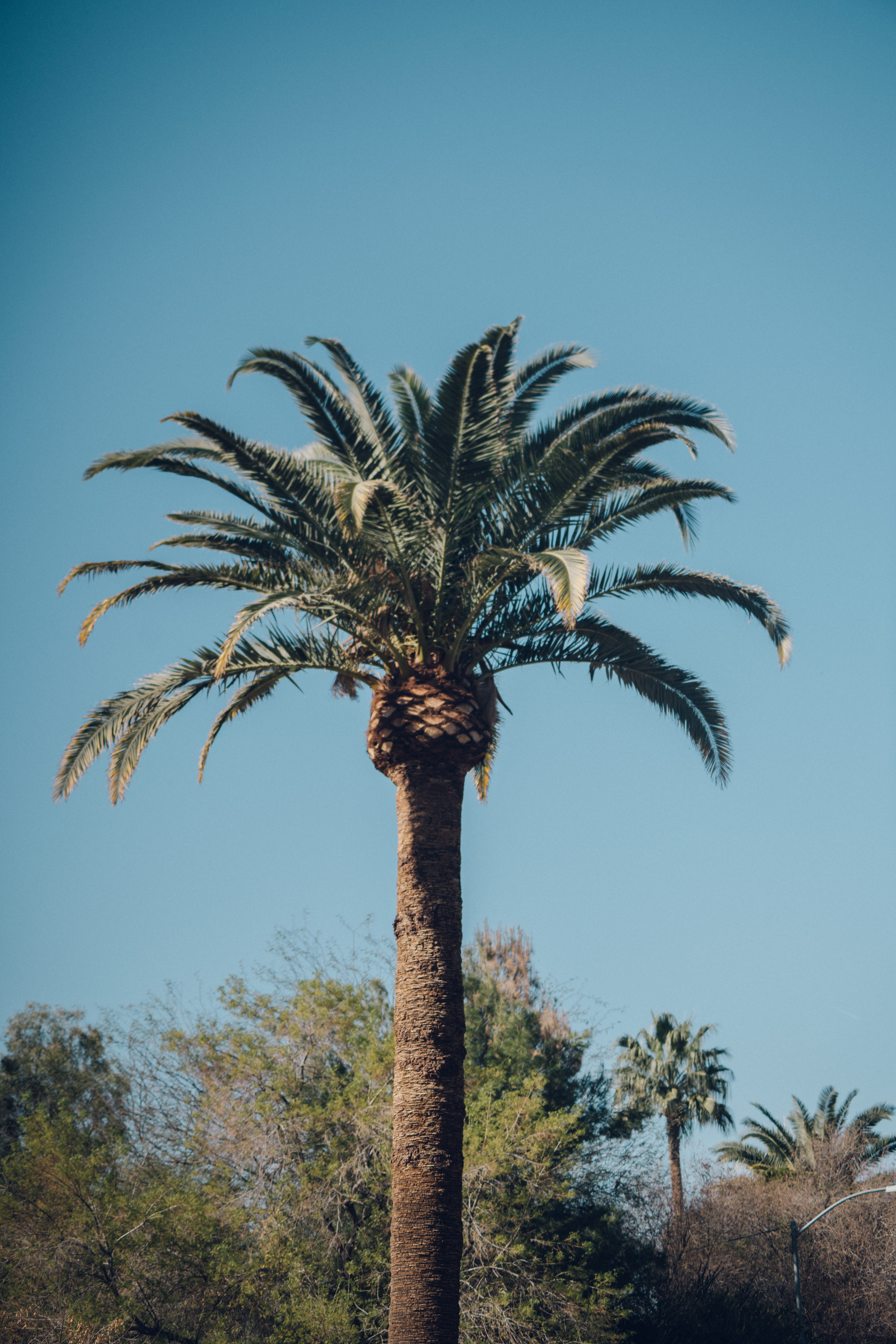 coconut palm tree, tropical climate, palm tree, palm, clear sky, no people, az, tree, arizona, tropical, phone background, screensaver, scenics - nature, Phone HD Wallpaper