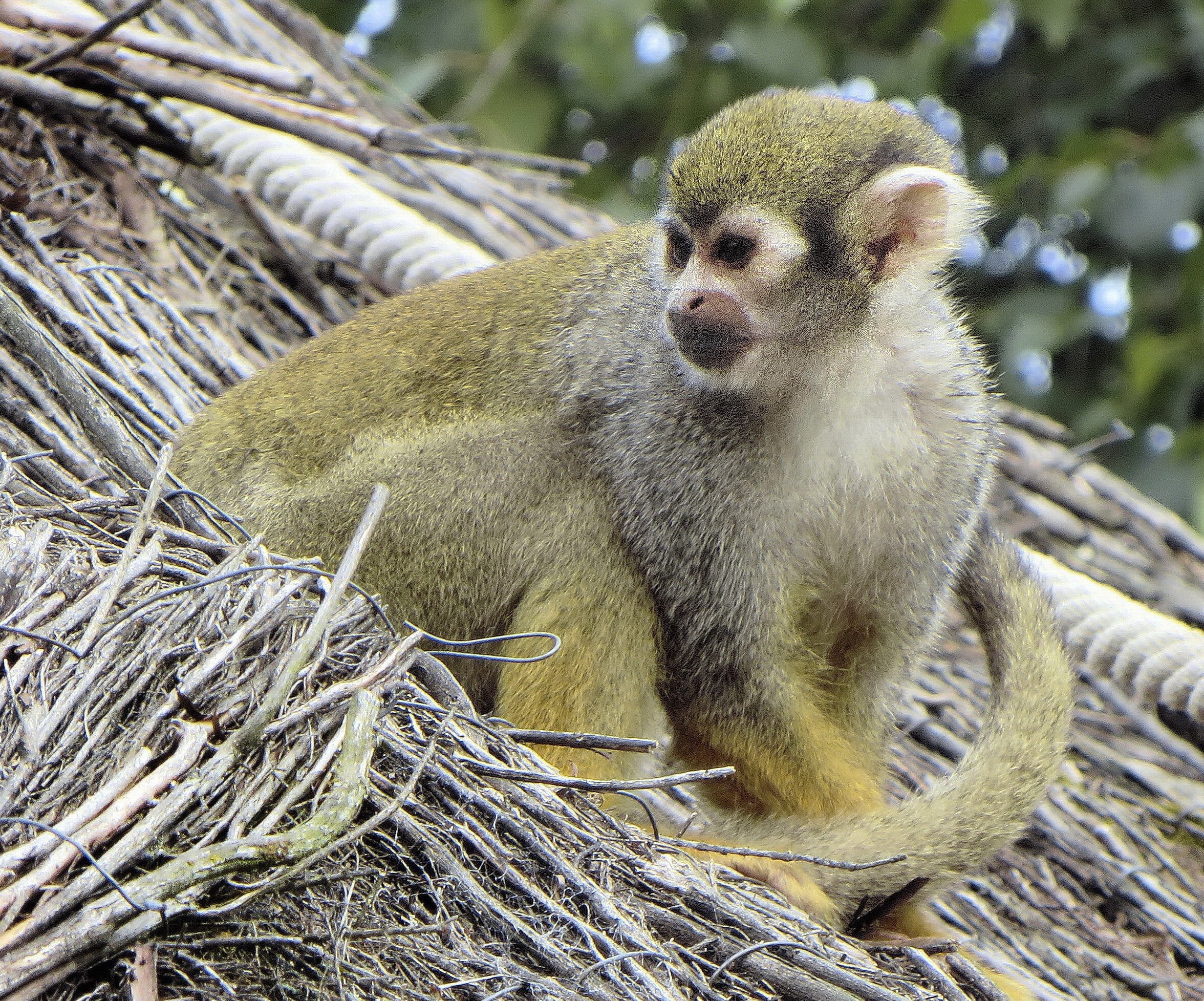 herbivorous, day, animal themes, zoo, mammal, nature, animal, tree, monkey, vertebrate, green, primate, outdoors, one animal, relaxation, plant, vincennes, HD Wallpaper