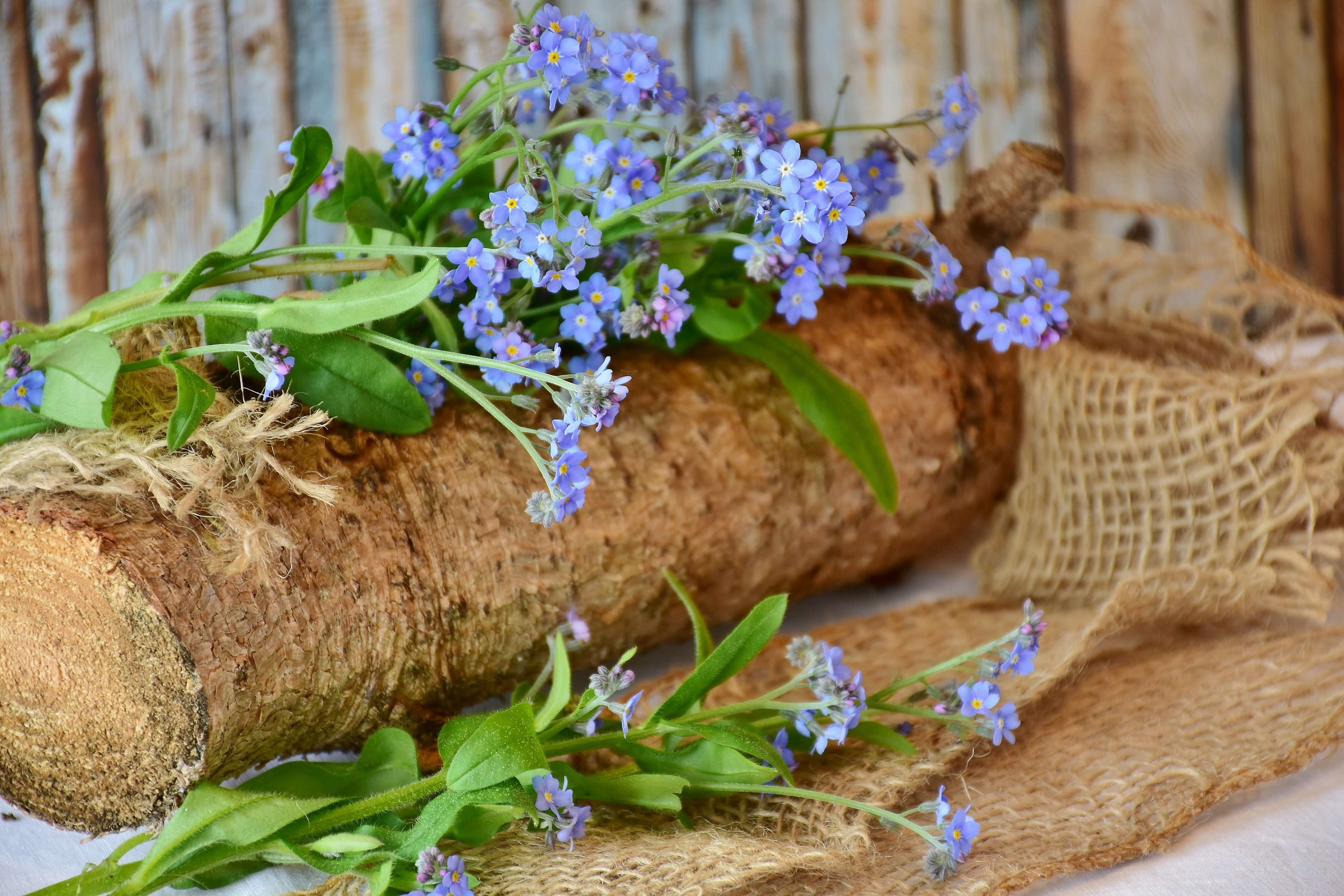 boraginaceae, table, blossom, macro, plant, flowering plant, blue forest forget me not, close-up, myosotis, meadow, basket, flower, leaf, brunnera vergissmeinnicht, HD Wallpaper