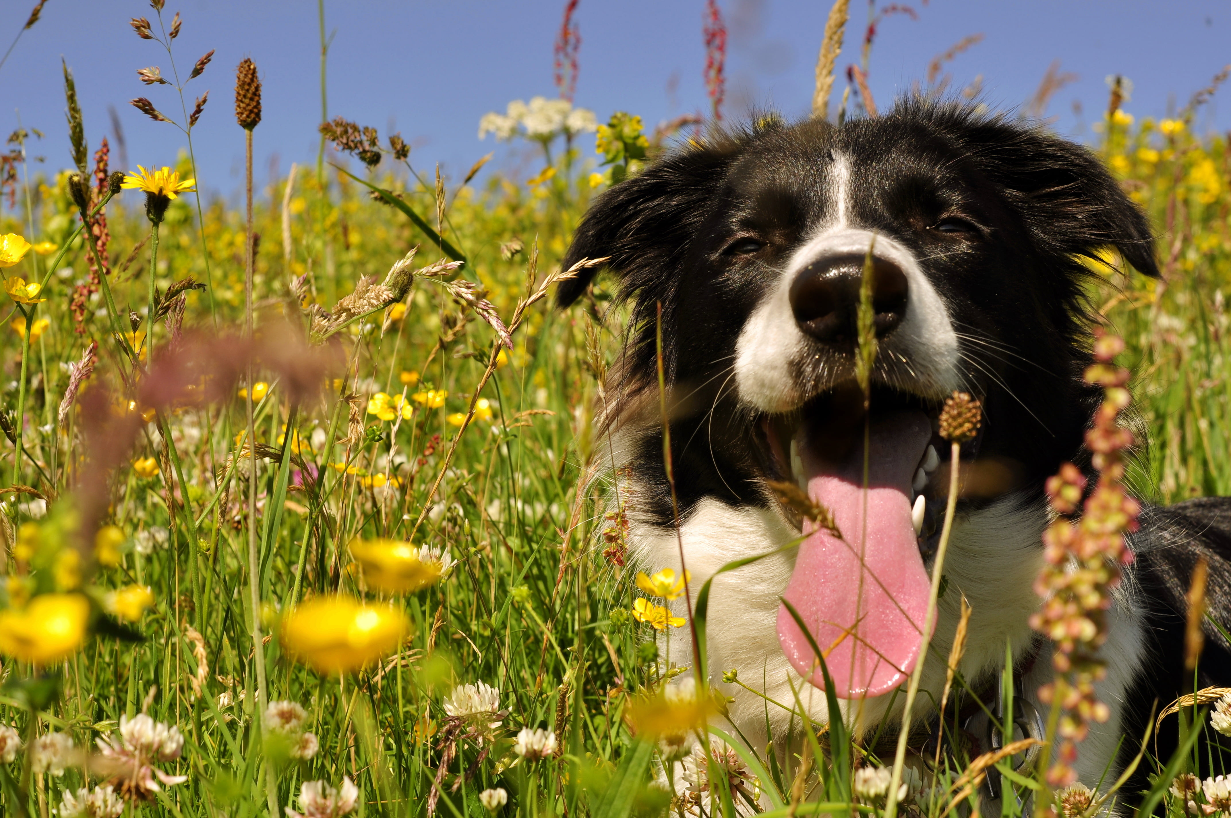 field, grass, animal head, flower, border collie, mouth open, summer, land, narrowed, flowering plant, facial expression, mammal, vertebrate, no people, HD Wallpaper