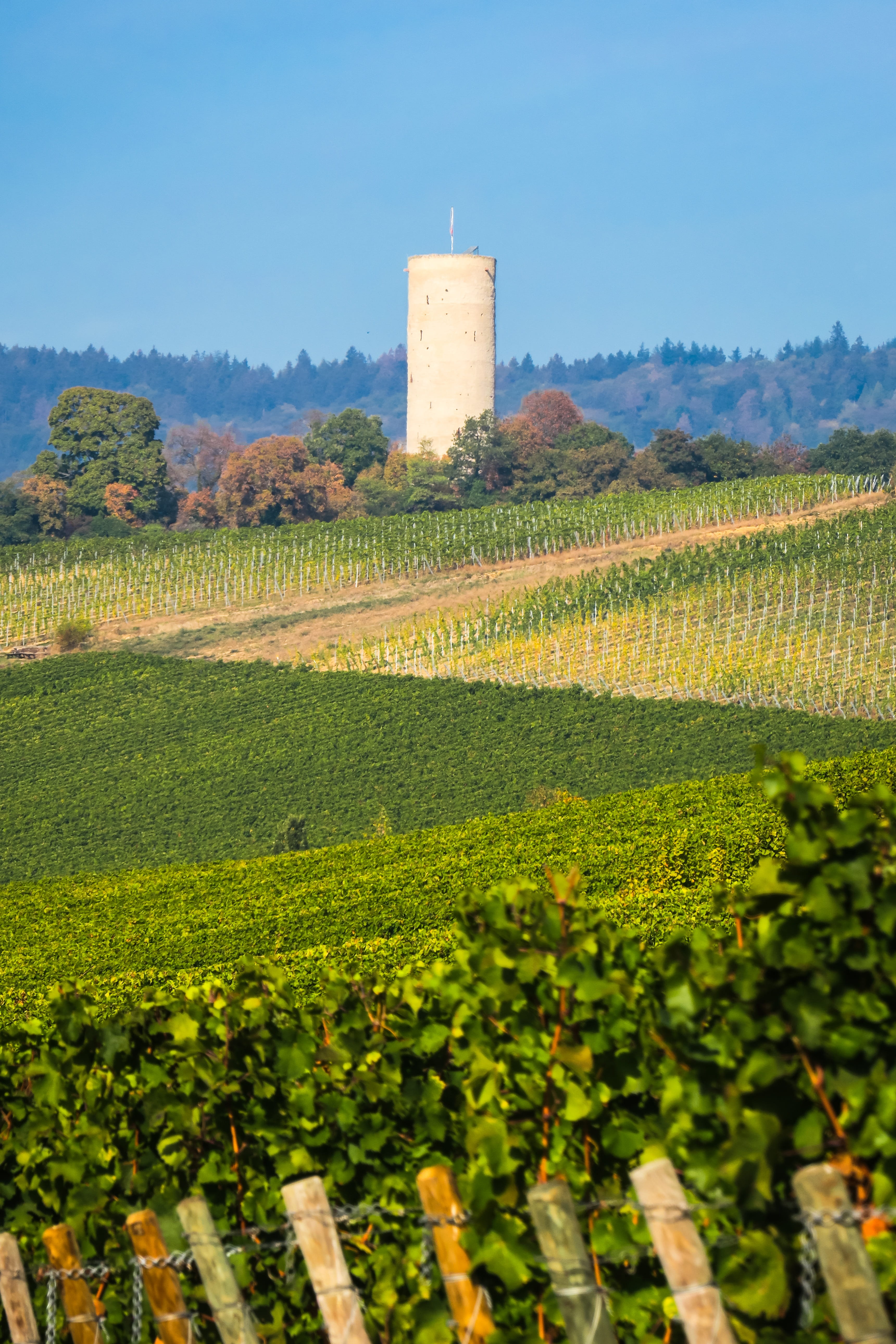 field, beauty in nature, sky, castle scharfenstein, rheingau, environment, building, architecture, donjon, winemaking, rural scene, landscape, outdoors, Phone HD Wallpaper
