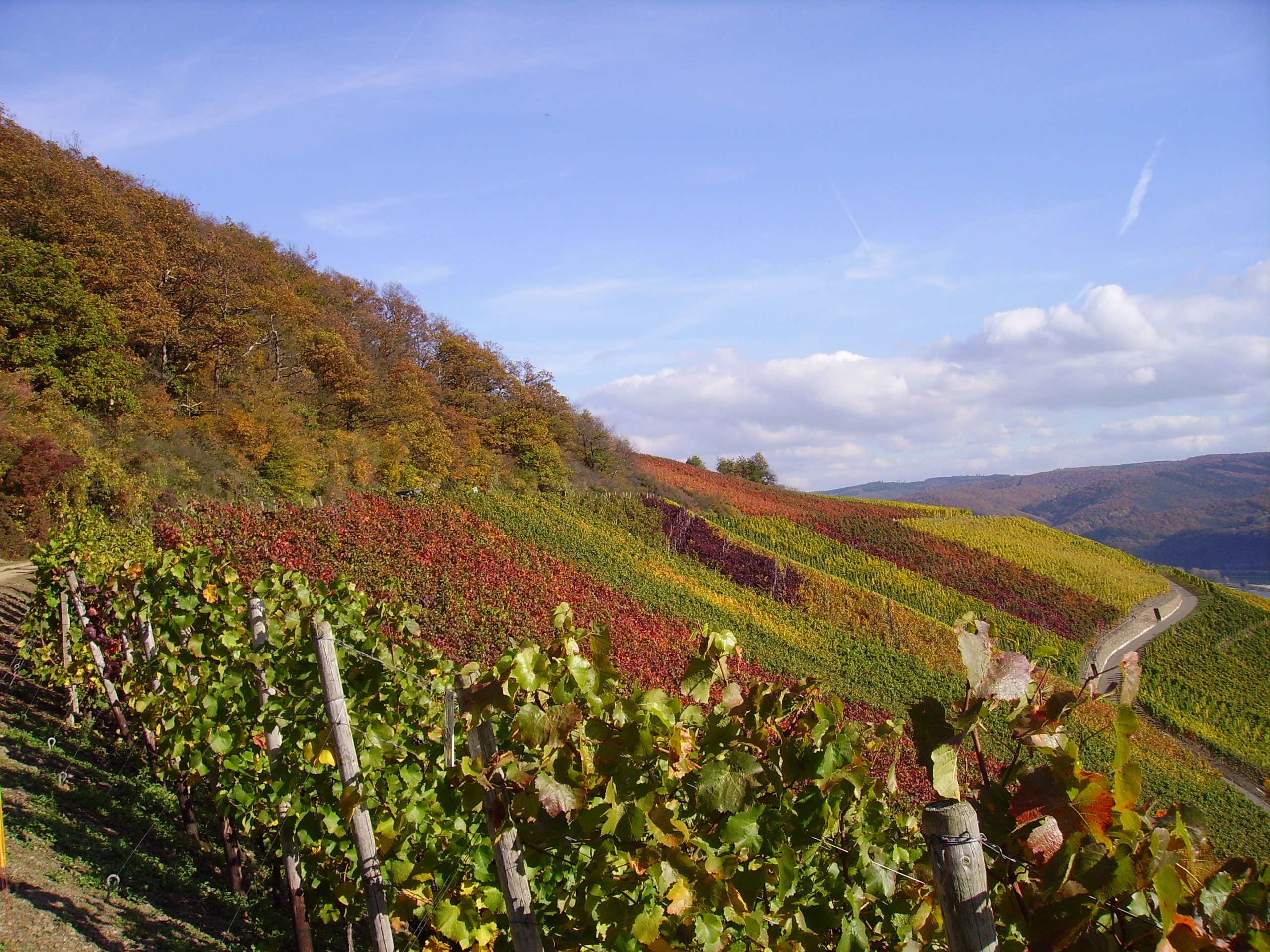 green color, summer, day, mountain, scenics - nature, tranquil scene, winemaking, rural Scene, vines, europe, middle rhine, environment, no people, hill, HD Wallpaper