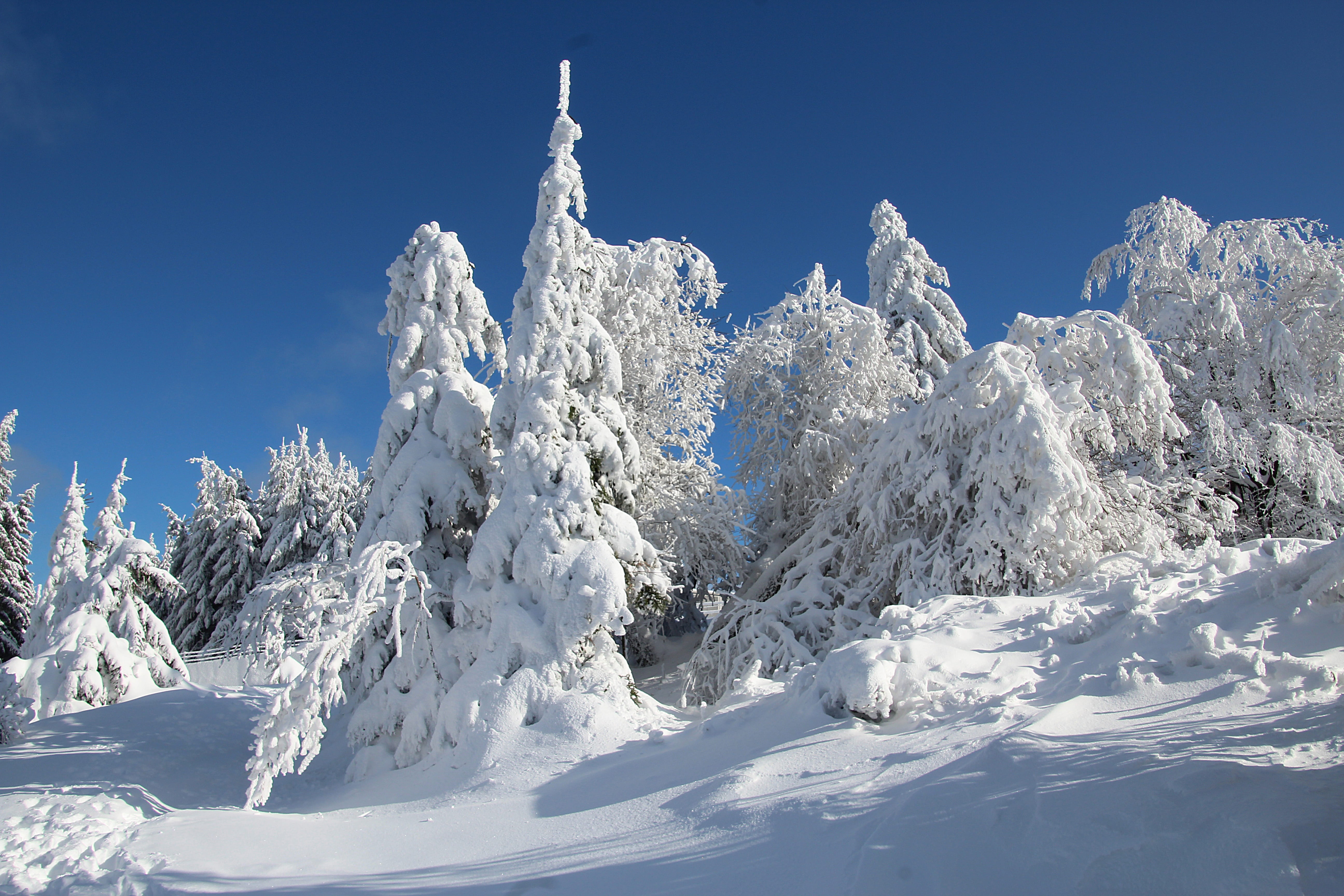 day, nature, cold temperature, winters day, winter forest, light, wintry, pine tree, snowy, mountain, covered, hunsrück, mountain peak, mountain range, HD Wallpaper