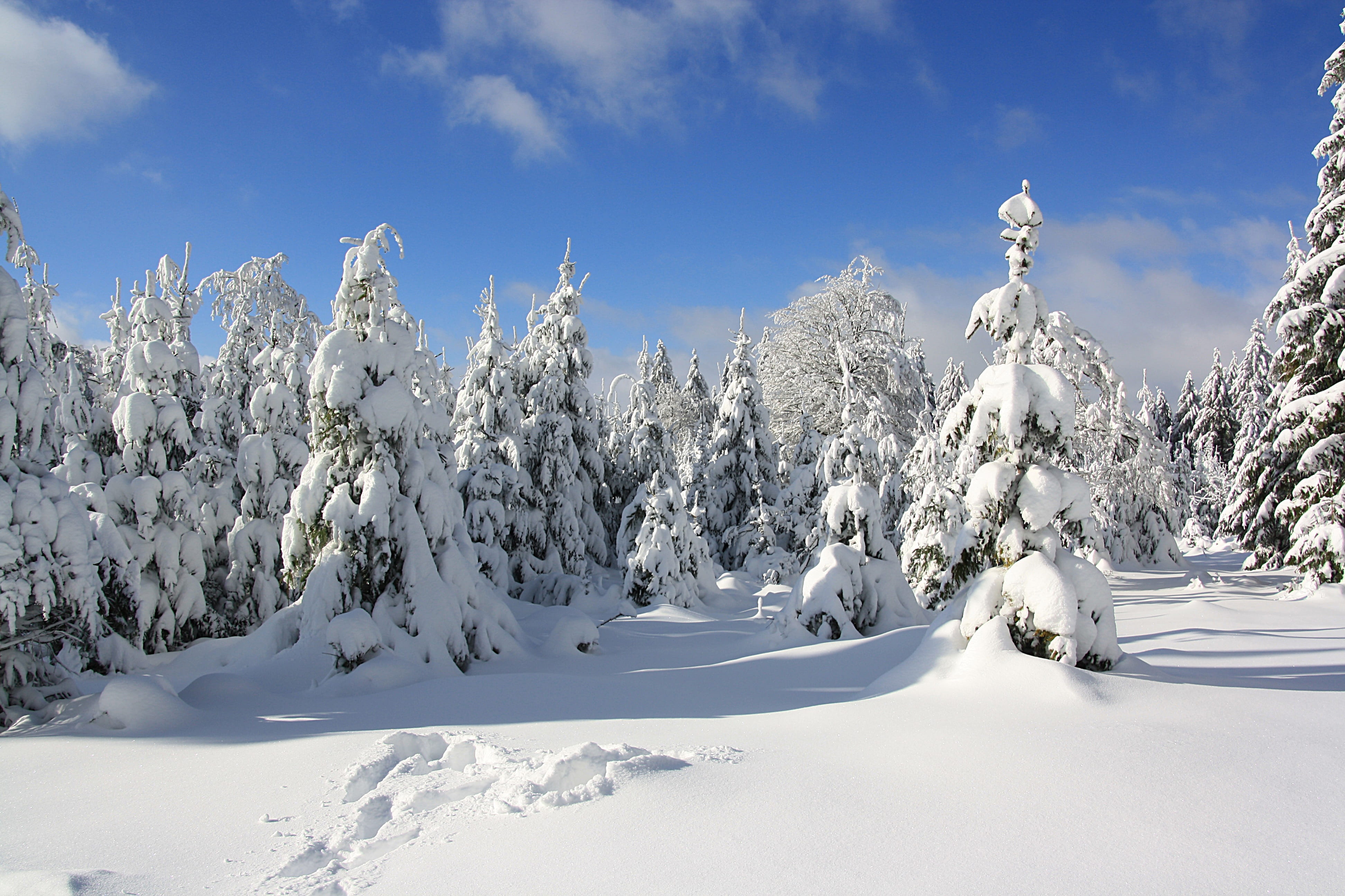 forest, winter forest, snow, land, environment, mountain forests, ice, snowcapped mountain, tree, snowing, firs, beauty in nature, panoramic, pine tree, HD Wallpaper