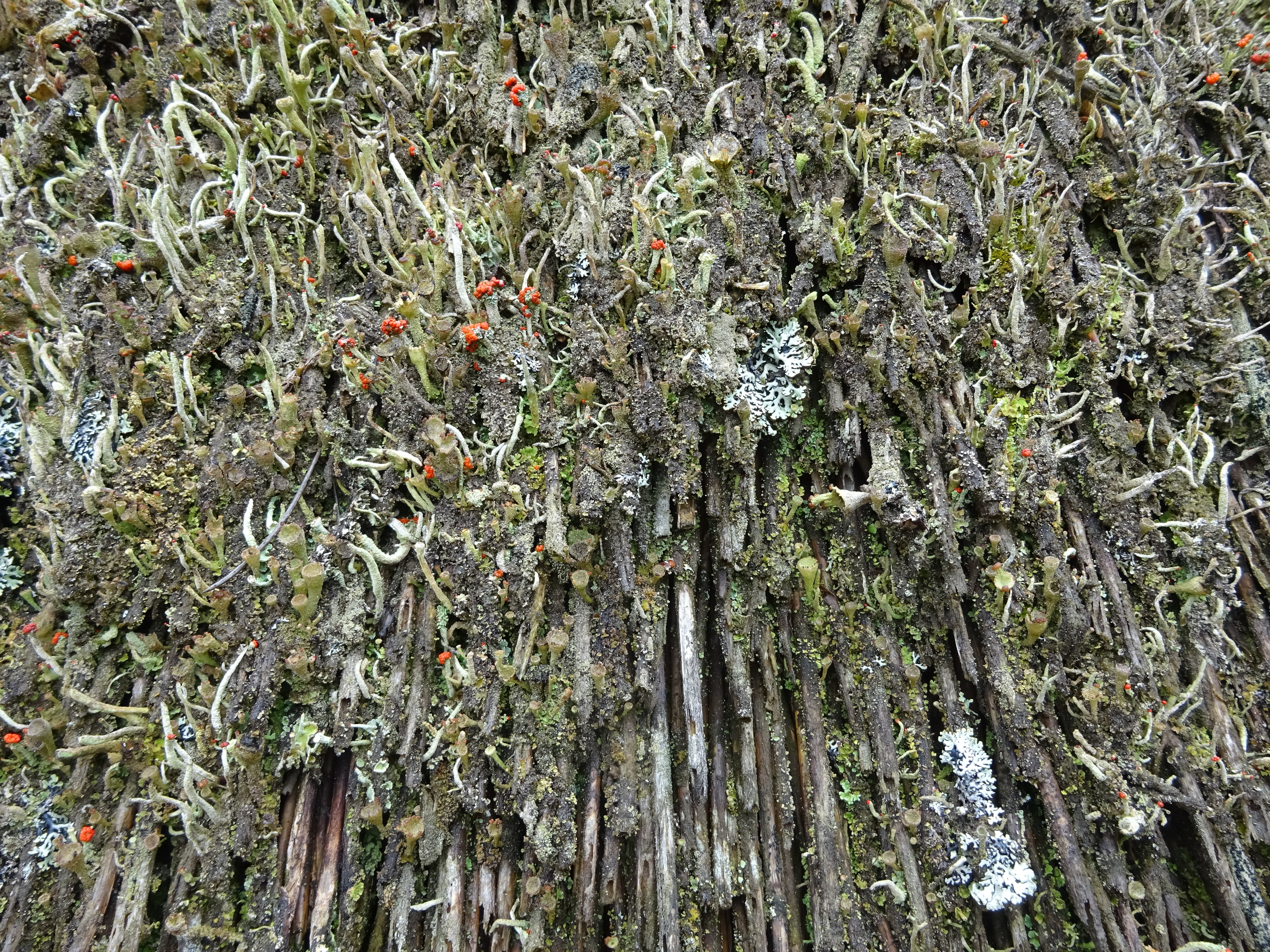 roof, close-up, beauty in nature, tree trunk, land, tree, 4K, no people, plant, low angle view, full frame, branch, tranquility, green color, celts village, HD Wallpaper