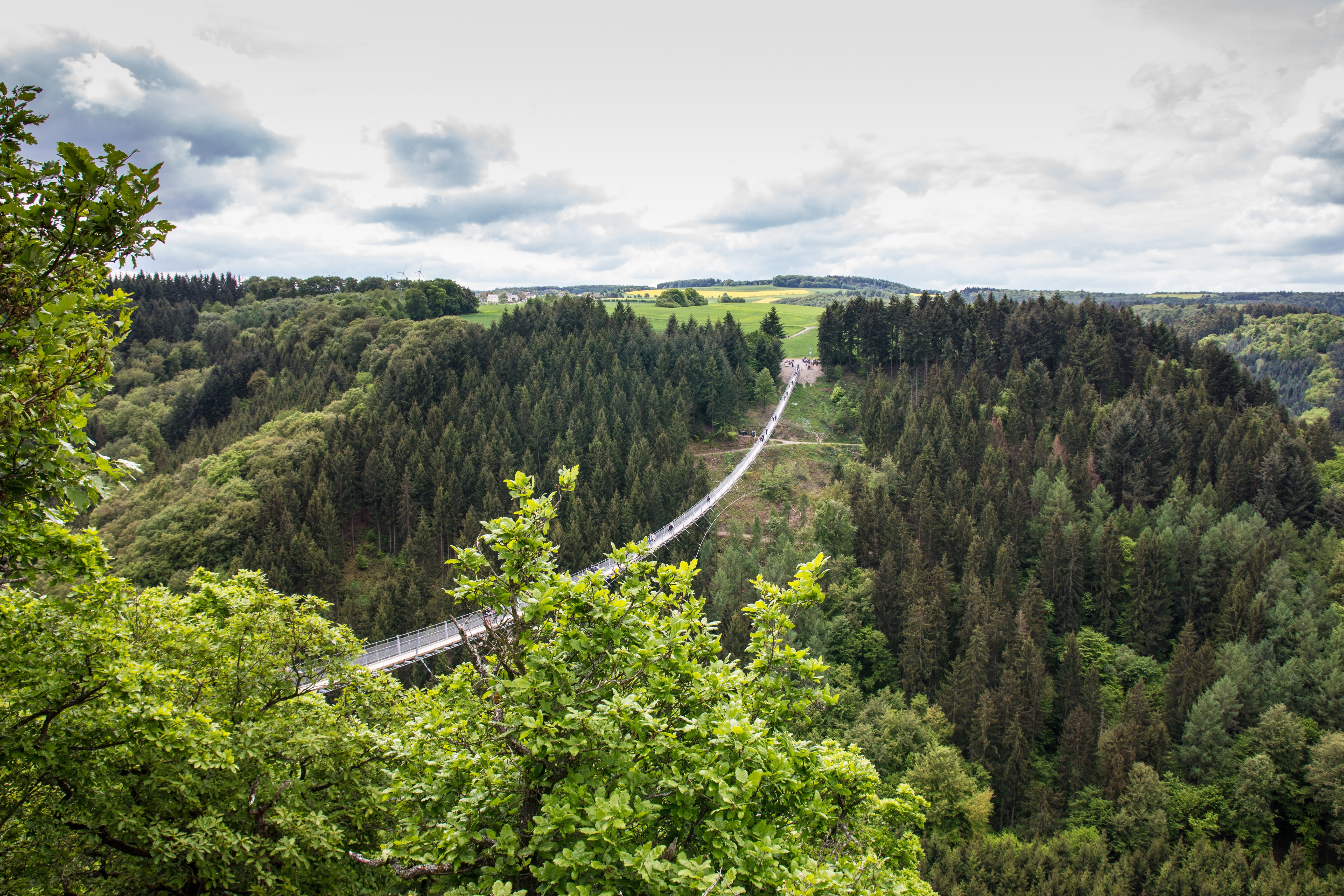 green color, landscape, forest, day, environment, land, 5K, germany, high angle view, trail, hunsrück, cloud - sky, hiking, growth, fear of heights, height, HD Wallpaper