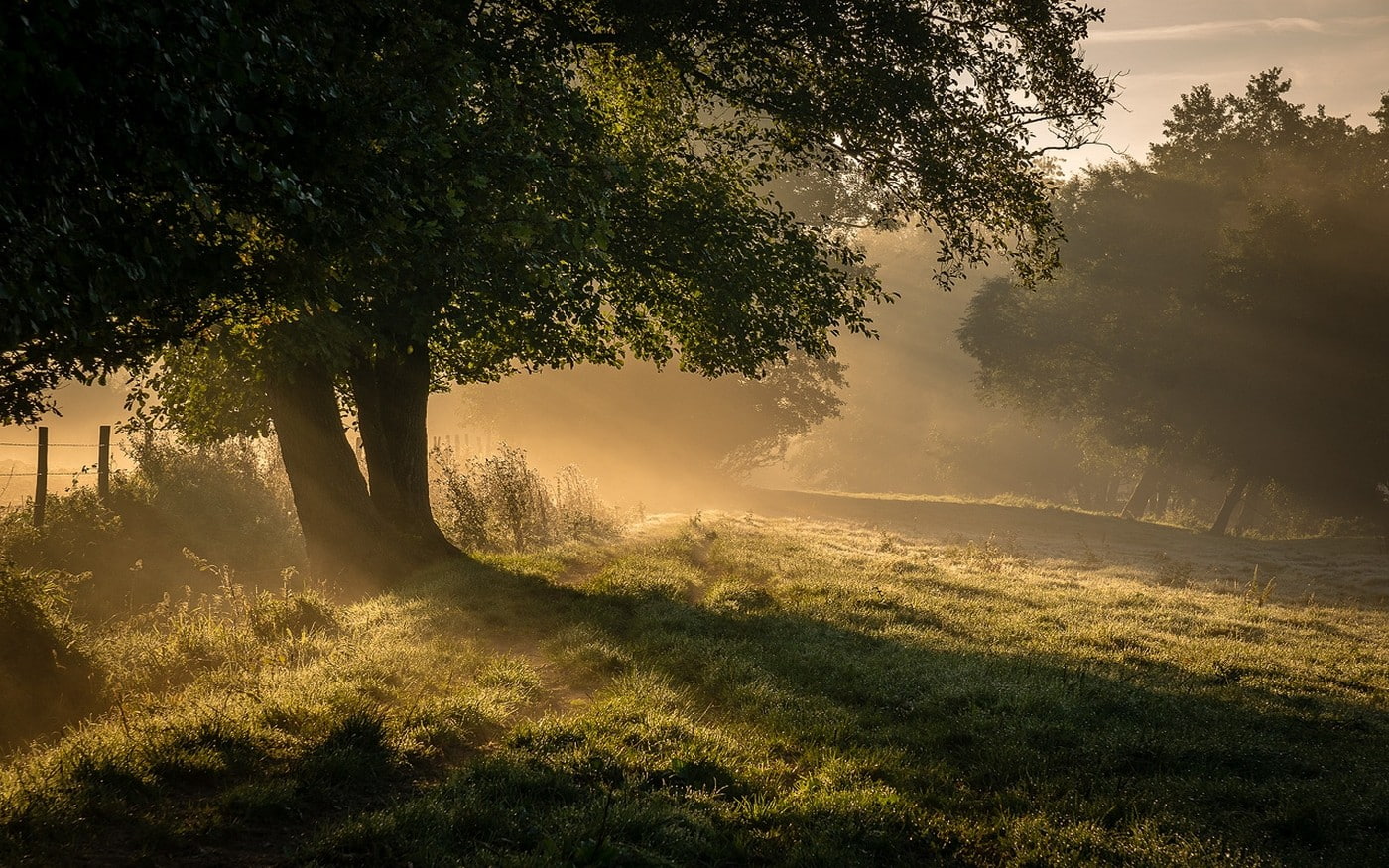 fence, landscape, trees, mist, 720P, nature, grass, field, shrubs, sun rays, morning, HD Wallpaper