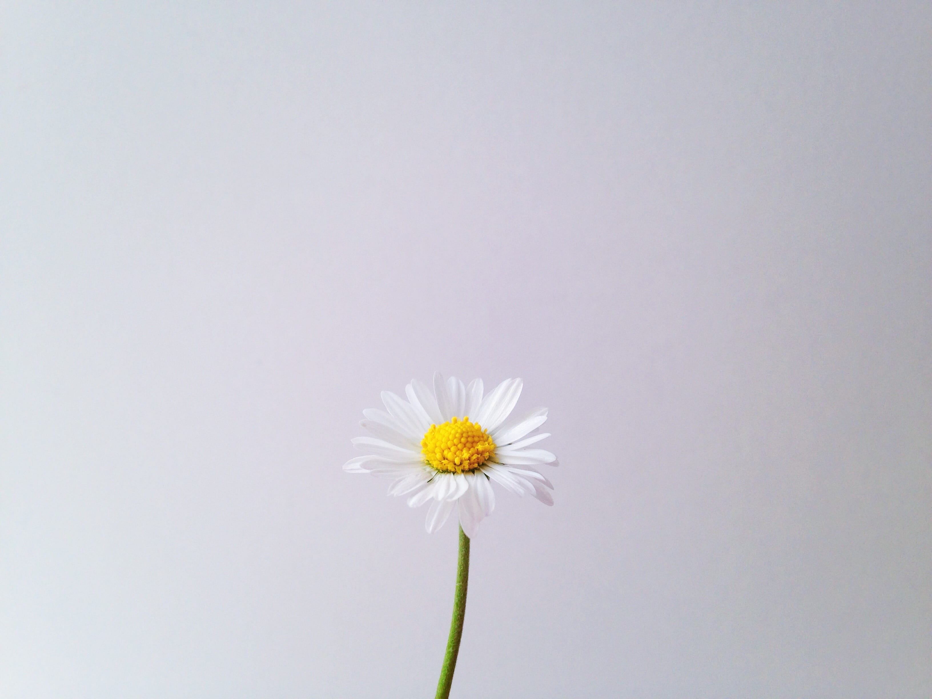 petal, floral, white color, minimal, westerbork, beauty in nature, minimalistic, purity, vulnerability, botanical, 2K, no people, white, netherlands, copy space, HD Wallpaper