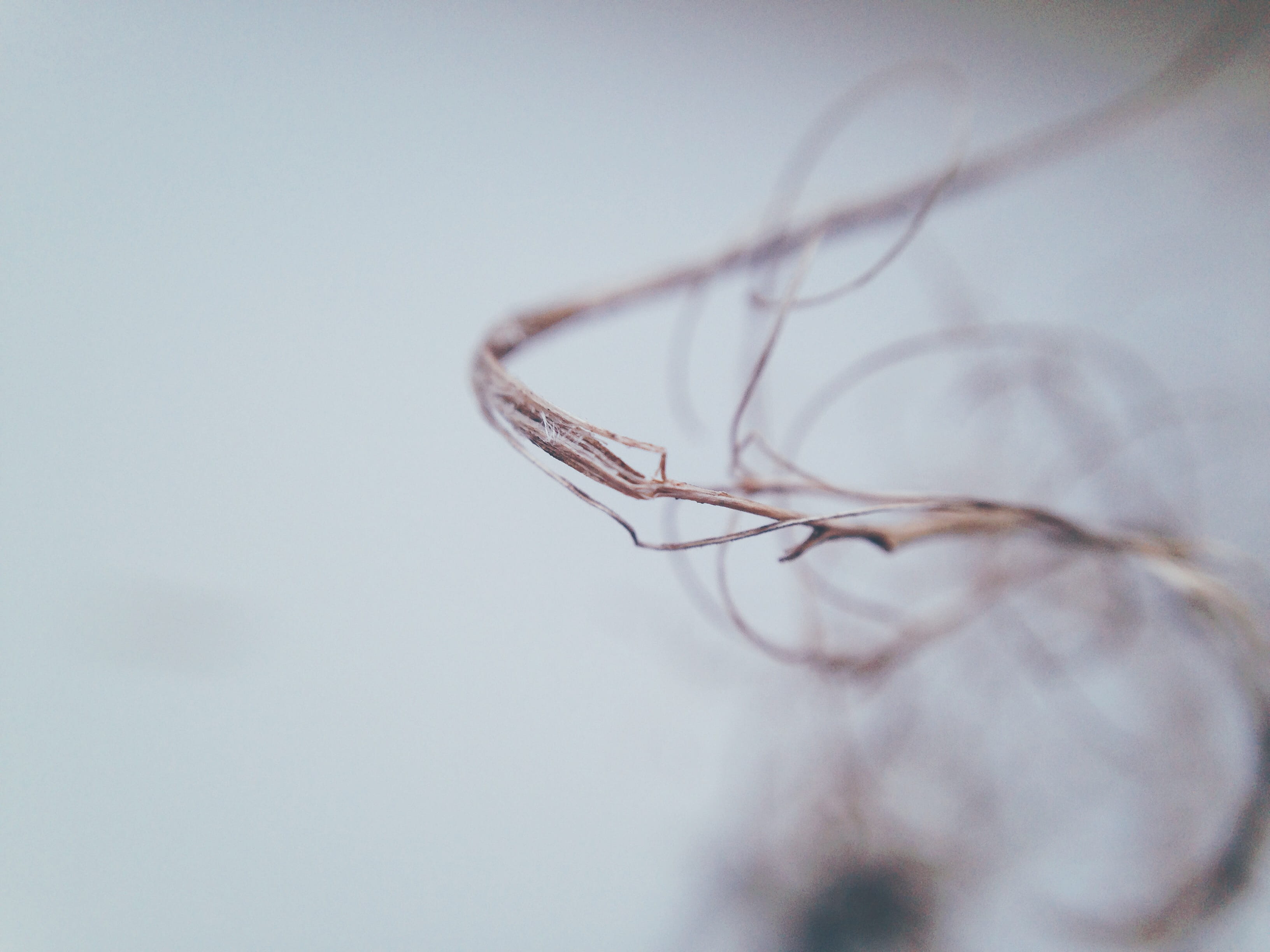 copy space, dry, indoors, minimalistic, plant, simple, day, still life, white, tangled, minimal, simplistic, pattern, westerbork, focus on foreground, studio shot, HD Wallpaper