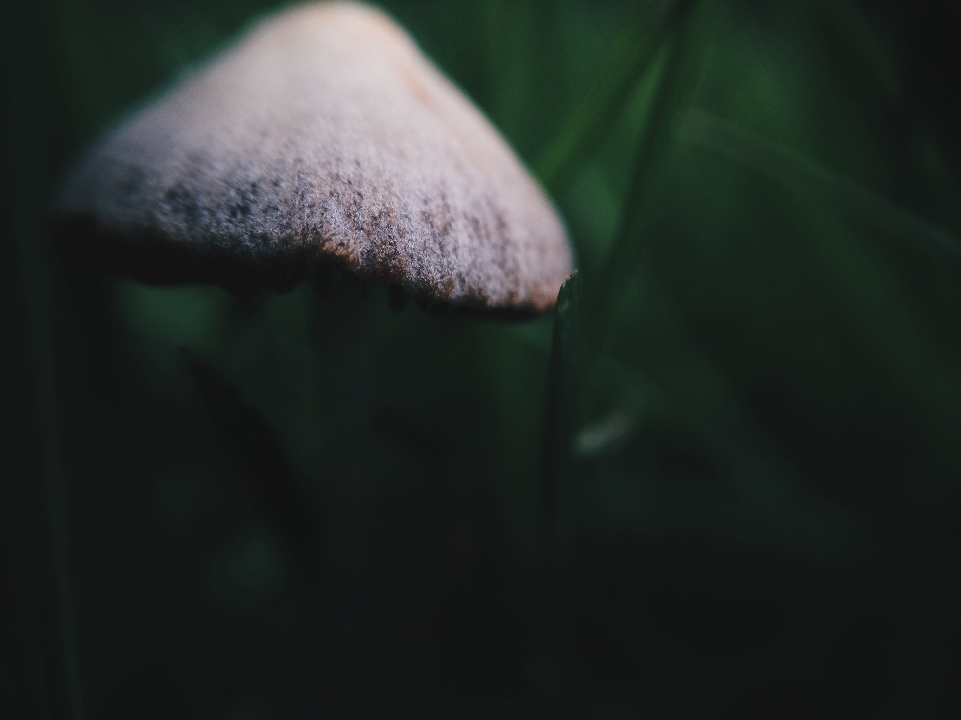 2K, nature, green color, perspective, freshness, mushroom, grass, extreme close-up, fragility, forest, green, focus, focus on foreground, outdoors, close, HD Wallpaper