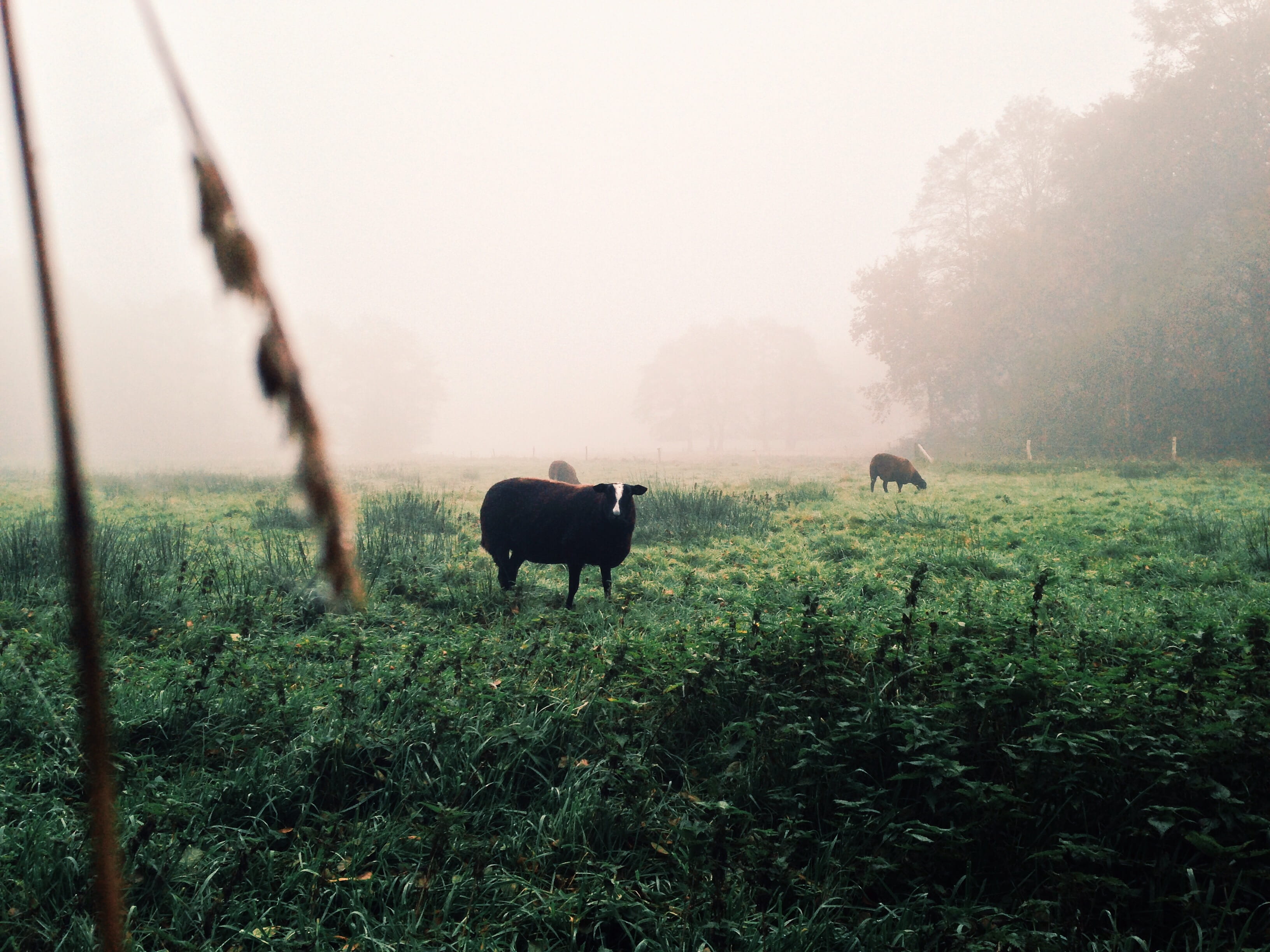 herbivorous, minimal, animal themes, landscape, sheep, netherlands, tones, field, morning, vertebrate, forest, domestic, domestic animals, grass, agriculture, HD Wallpaper