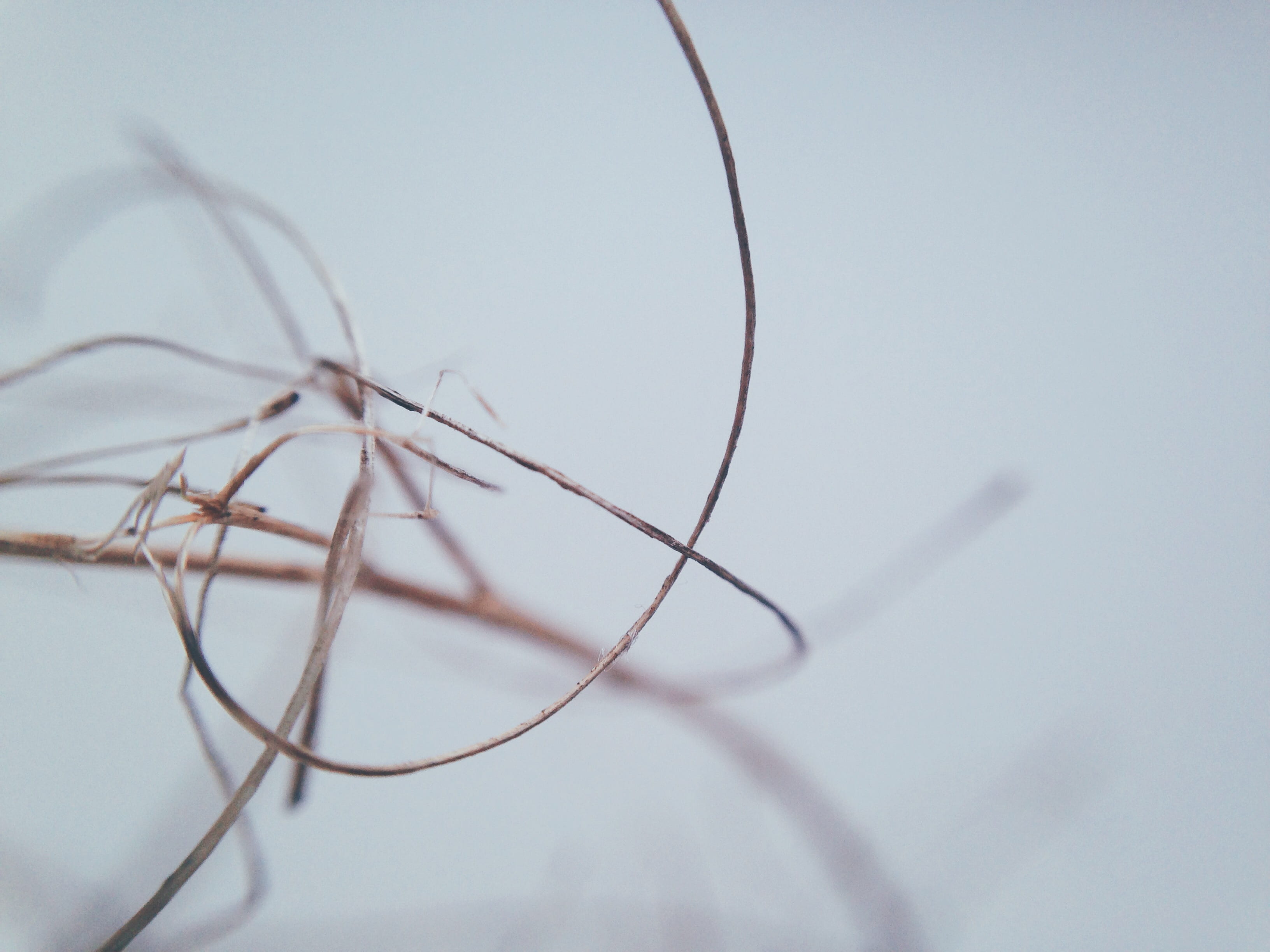 vulnerability, macro, bokeh, no people, beauty in nature, westerbork, white, thread, tranquility, focus on foreground, simple, 2K, minimal, minimalistic, HD Wallpaper