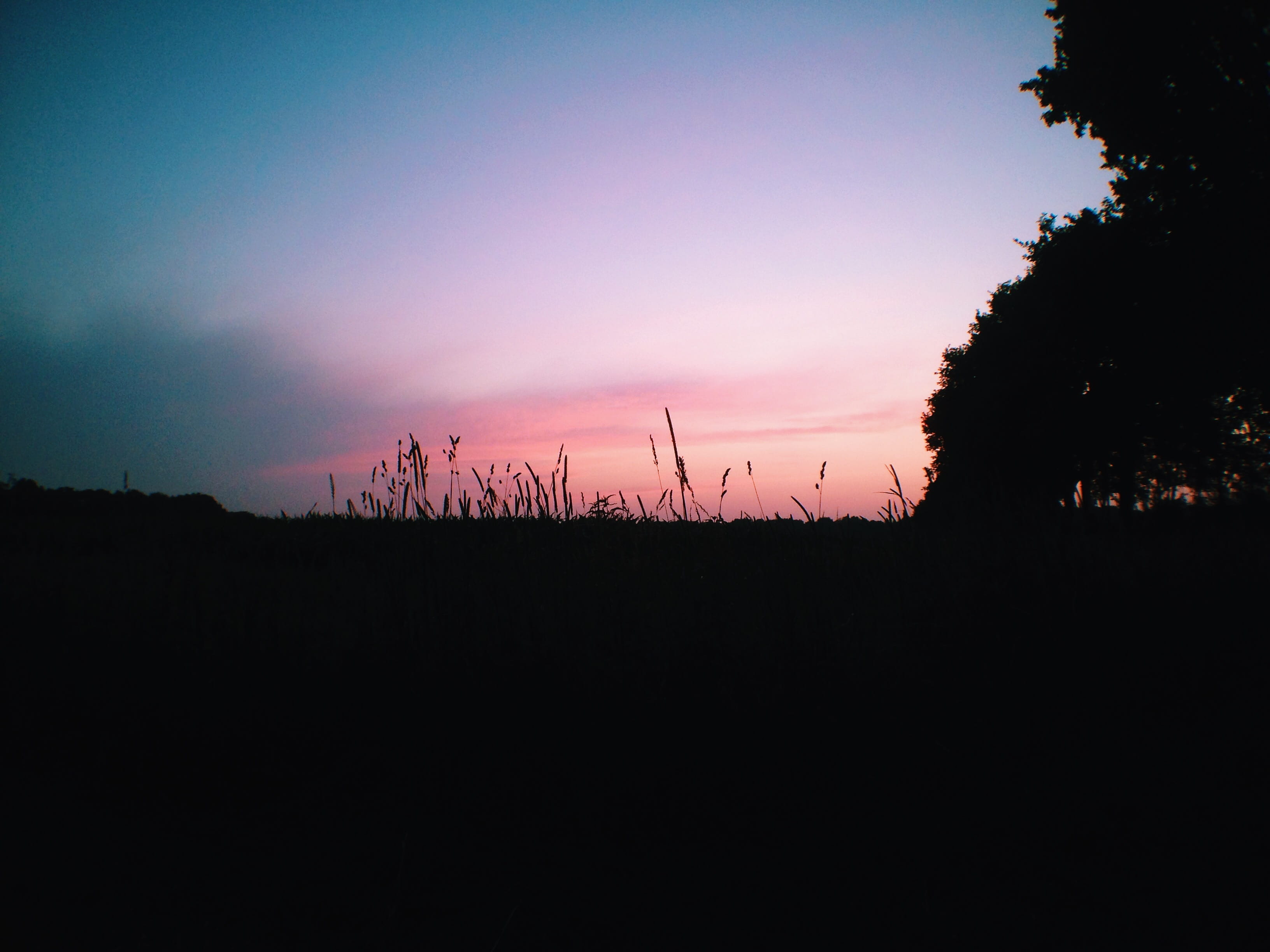 nature, tranquility, tree, plant, 2K, wideangle, wheat, summer, orange color, westerbork, silhouette, idyllic, landscape, sky, friends, pink, tranquil scene, HD Wallpaper