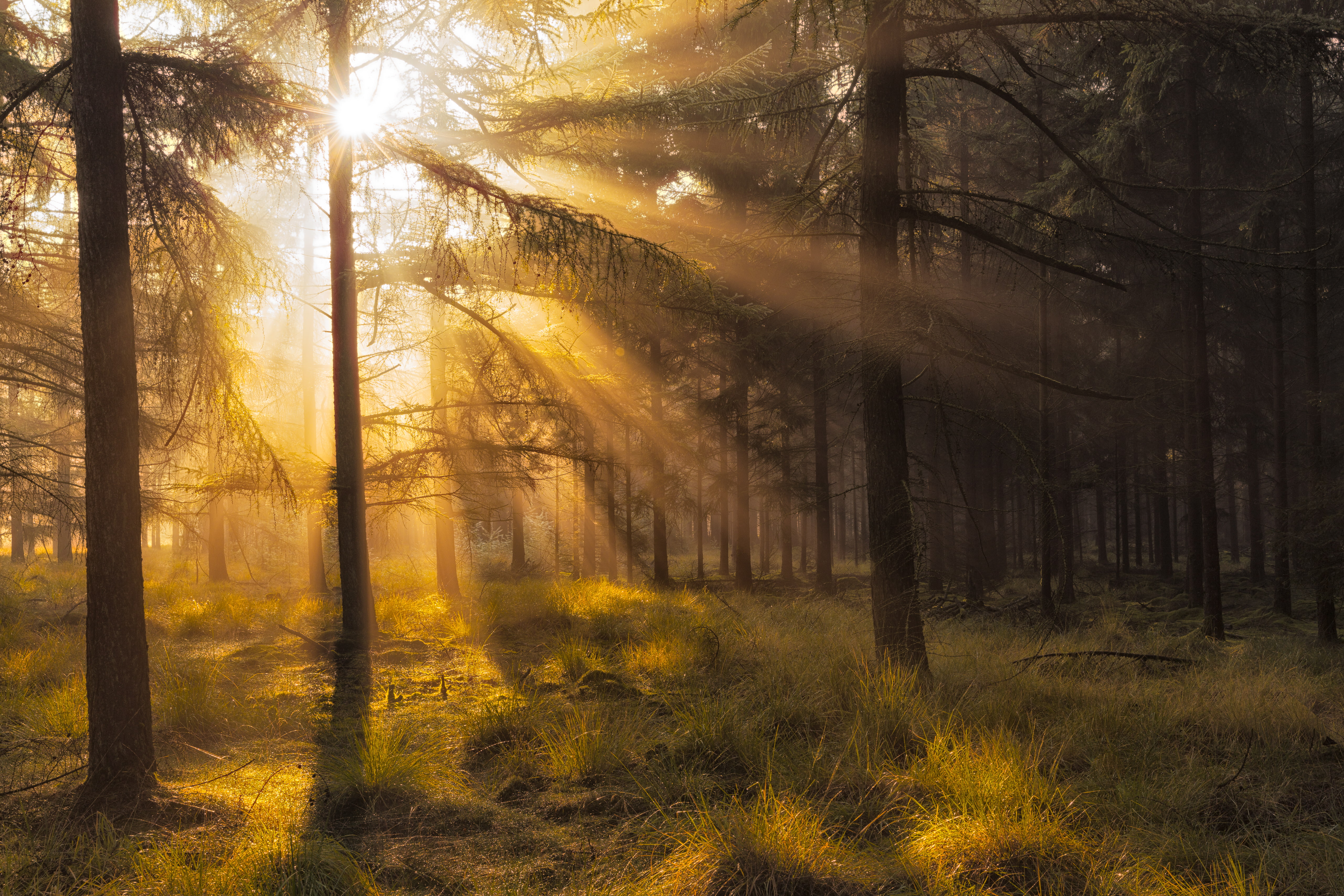 5K, the province of Drenthe, October, National Park Dwingelderveld, forest, autumn, rays, Netherlands, light, the sun, HD Wallpaper