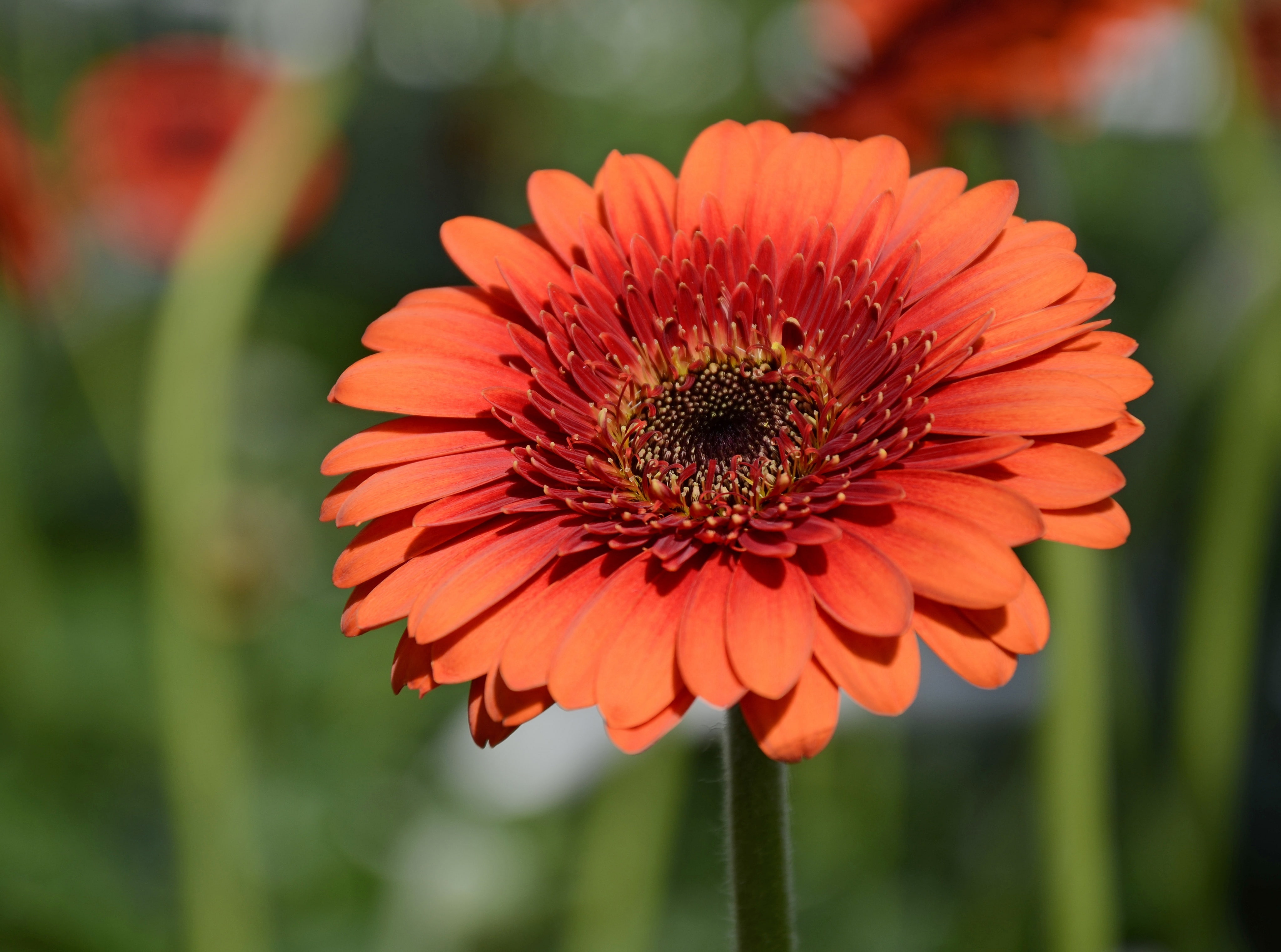 emmen, daisy, freshness, growth, fragility, no people, focus on foreground, plant, flower head, 4K, vulnerability, orange color, klazienaveen, Nature, HD Wallpaper