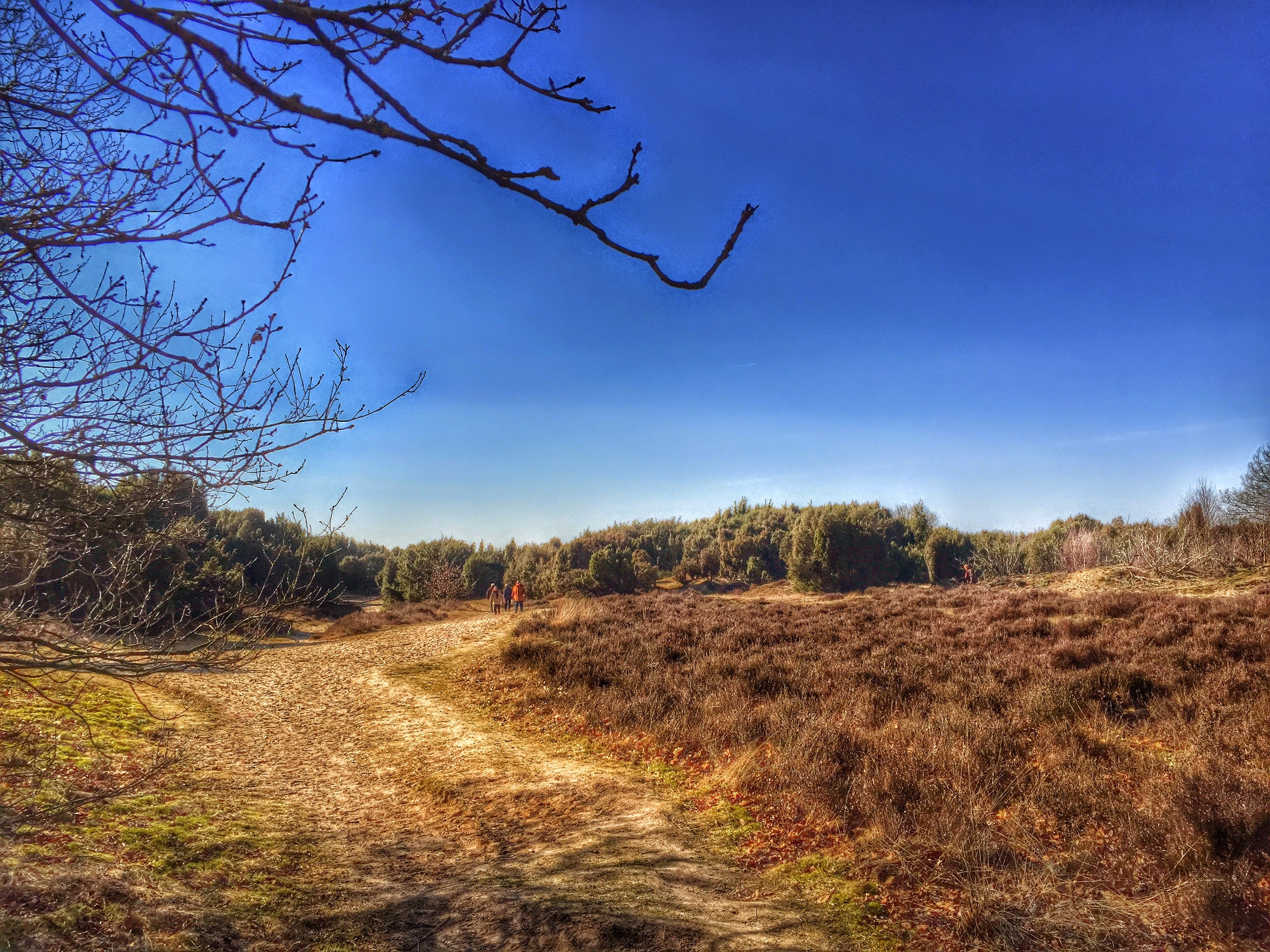 field, growth, drenthe, grass, environment, landscape, outdoors, dirt road, tranquility, no people, nature, 2K, non-urban scene, tree, mantingerveld, the way forward, HD Wallpaper