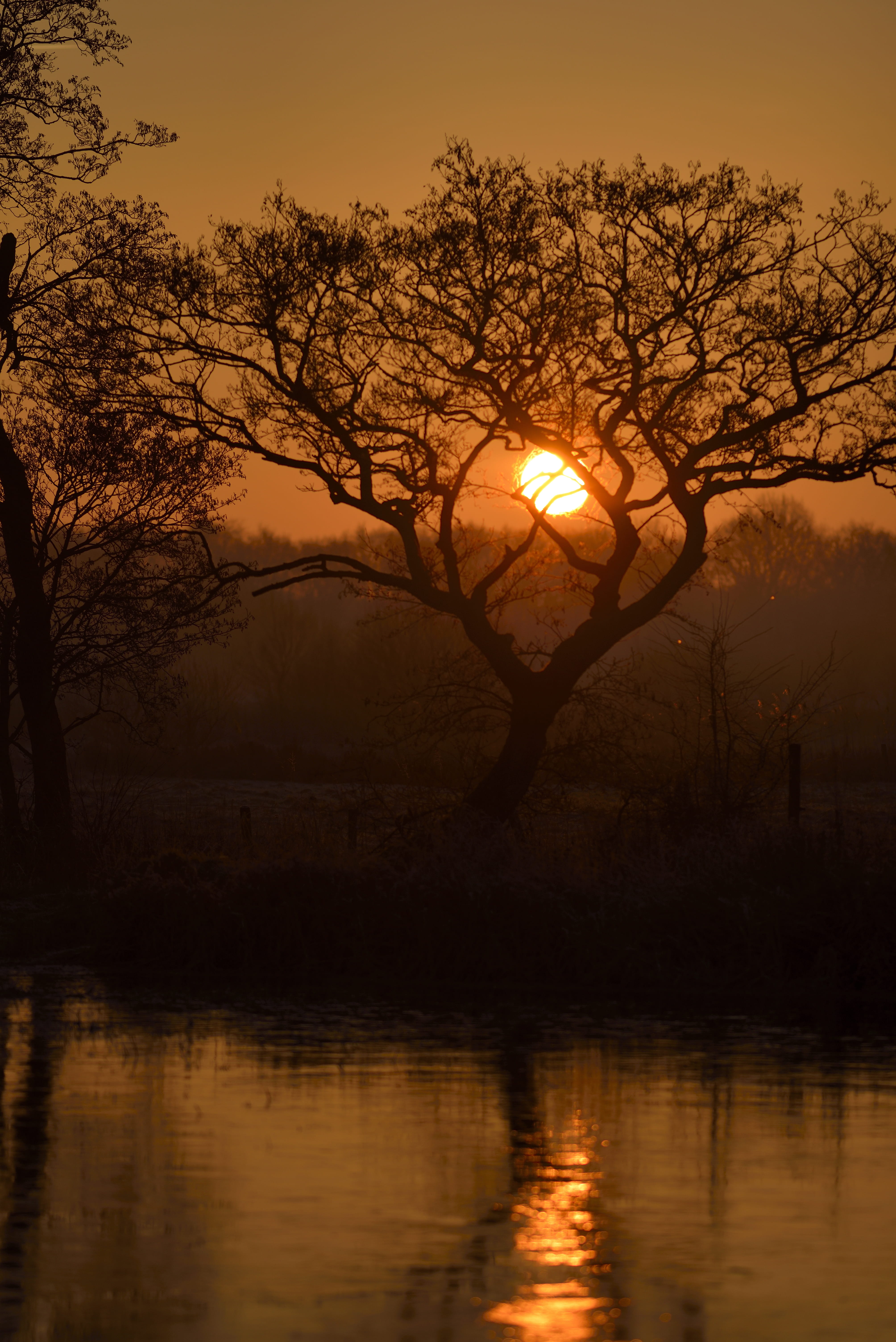 tranquil scene, nature, plant, scenics - nature, sunset, sun, outdoors, orange color, 5K, tree, tranquility, no people, drenthe, sky, netherlands, waterfront, Phone HD Wallpaper