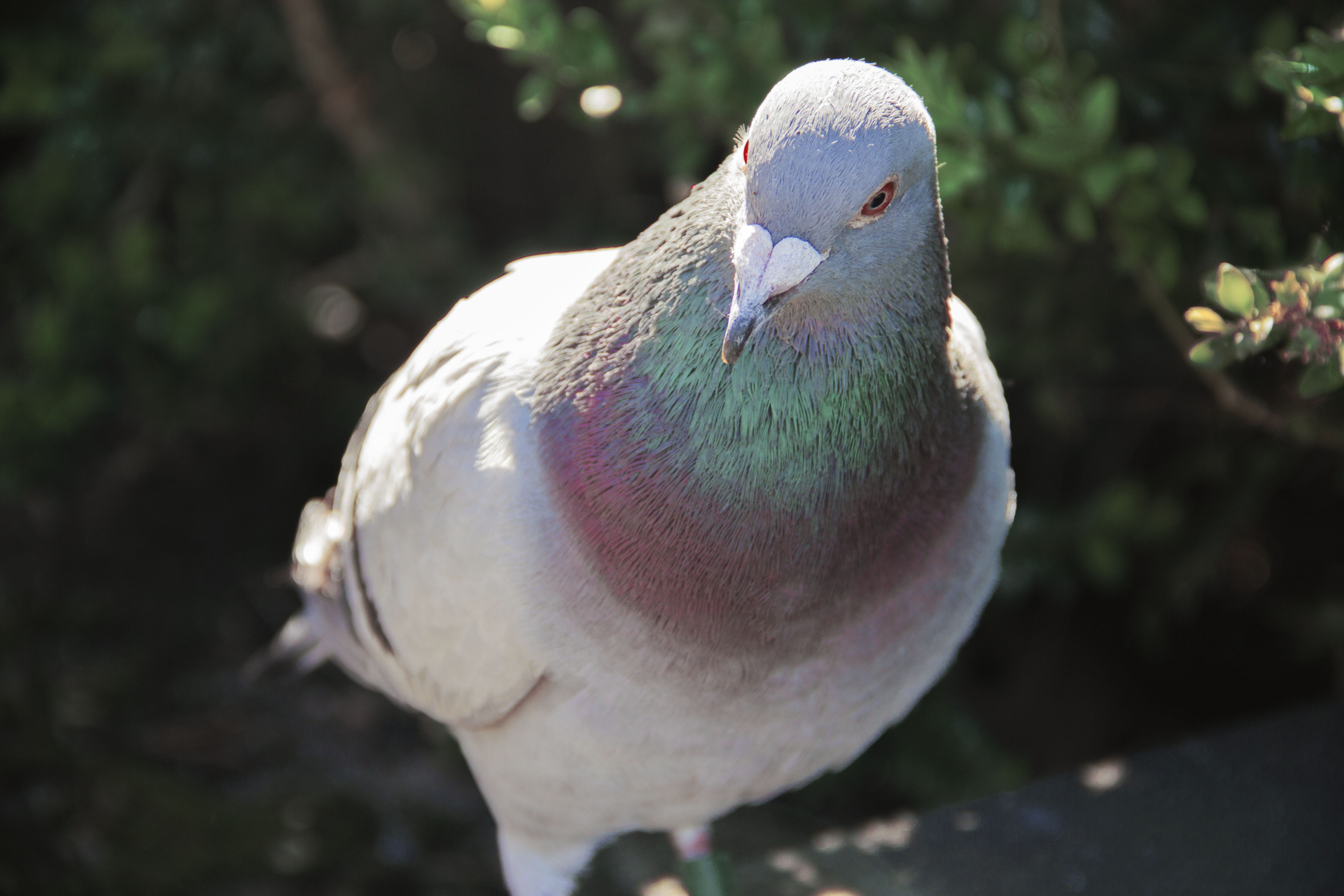 animals in the wild, dove, day, pigeon, no people, looking, beak, dove - bird, drenthe, sunlight, focus on foreground, nature, vertebrate, one animal, netherlands, HD Wallpaper