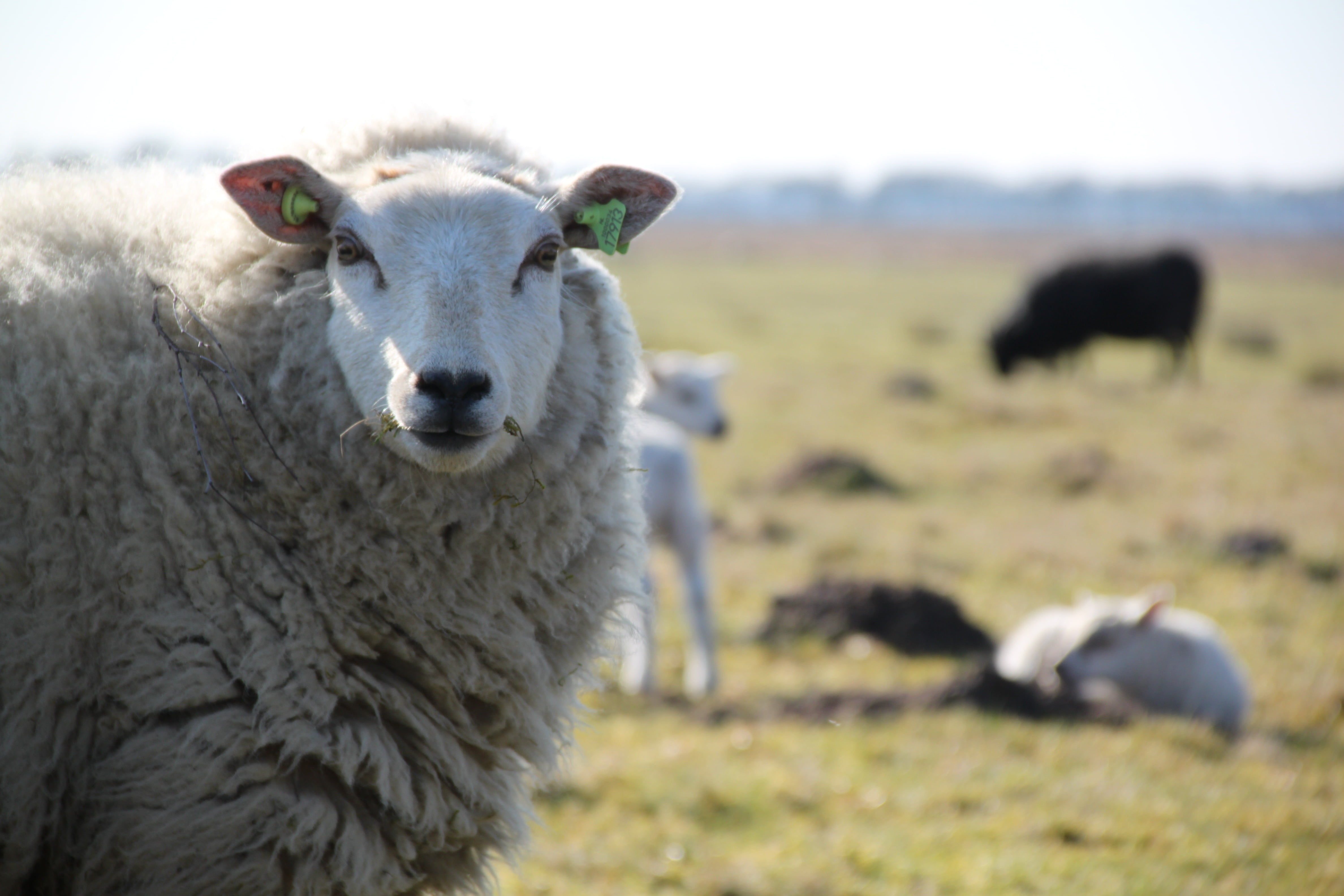 domestic animals, heide, drenthe, herbivorous, animal wildlife, no people, animal, livestock, focus on foreground, animal head, animal themes, lamb, day, HD Wallpaper