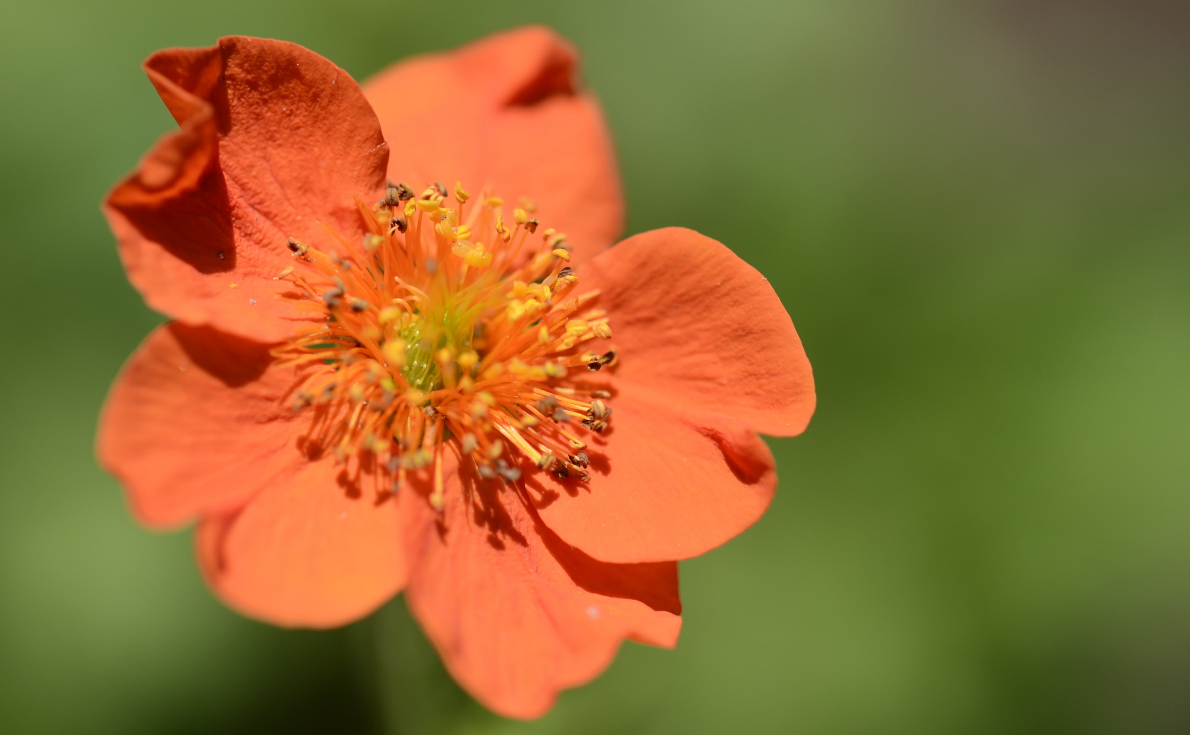 d5100, pollen, Flowers, growth, stamen, rene, Orange, emmen, bloem, no people, vulnerability, beauty in nature, fragility, Flower, Netherlands, petal, flowering plant, HD Wallpaper