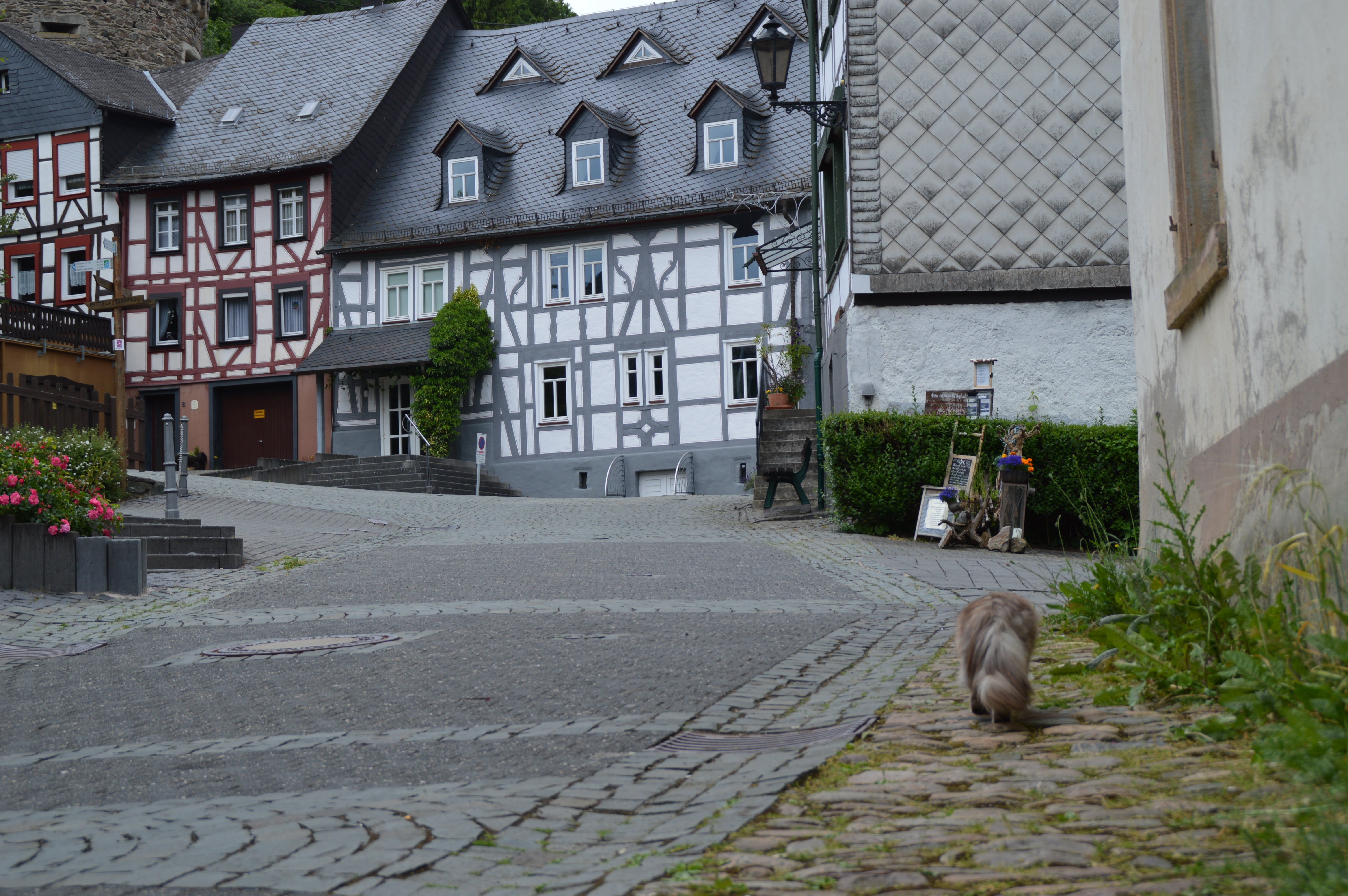 truss, one animal, 5K, pets, domestic animals, no people, domestic, town, hunsrück, old house, transportation, house, street, animal, history, building exterior, HD Wallpaper