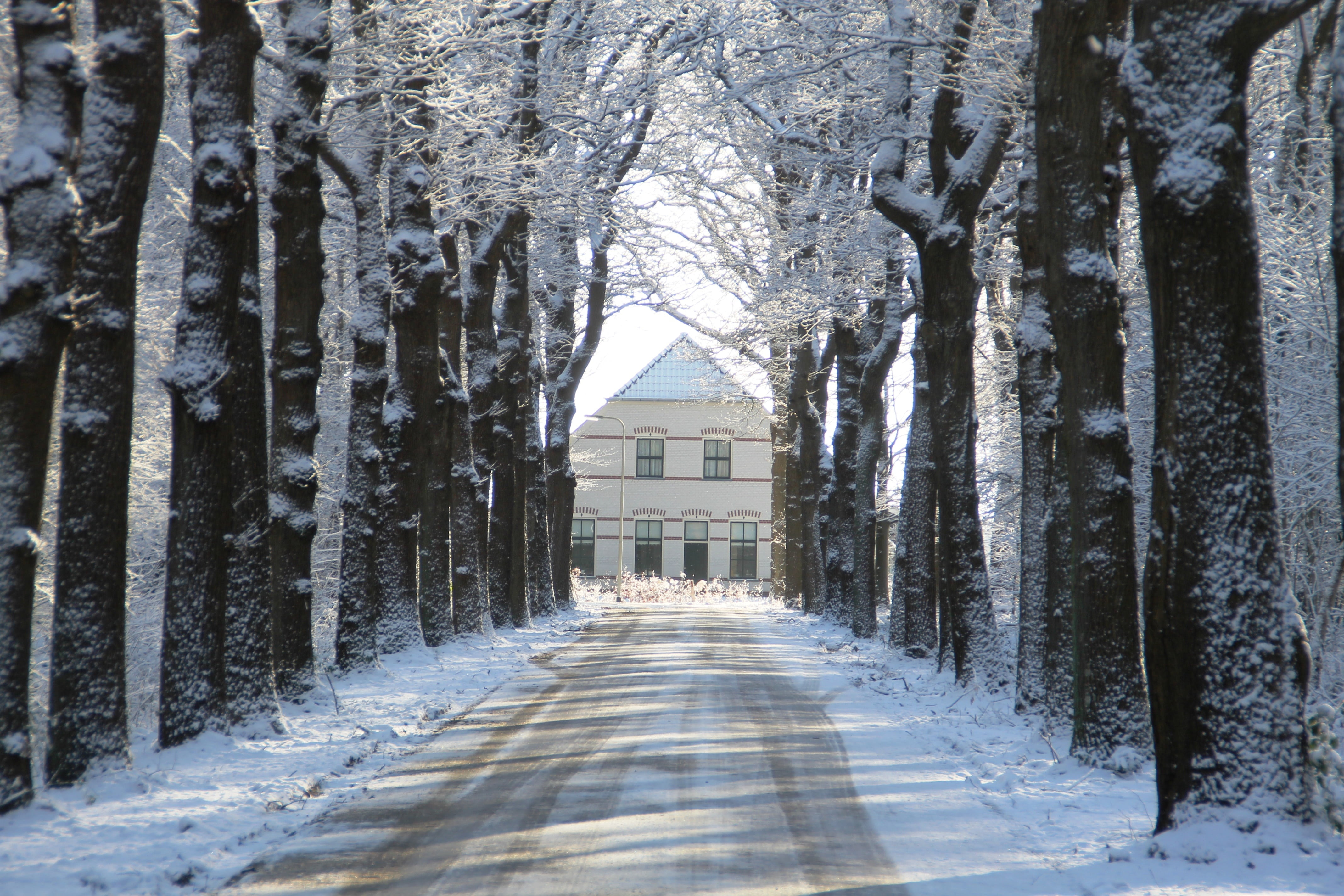 4K, diminishing perspective, rheebruggen, growth, white, snow landscape, snow, built structure, the way forward, treelined, trunk, cold temperature, no people, HD Wallpaper