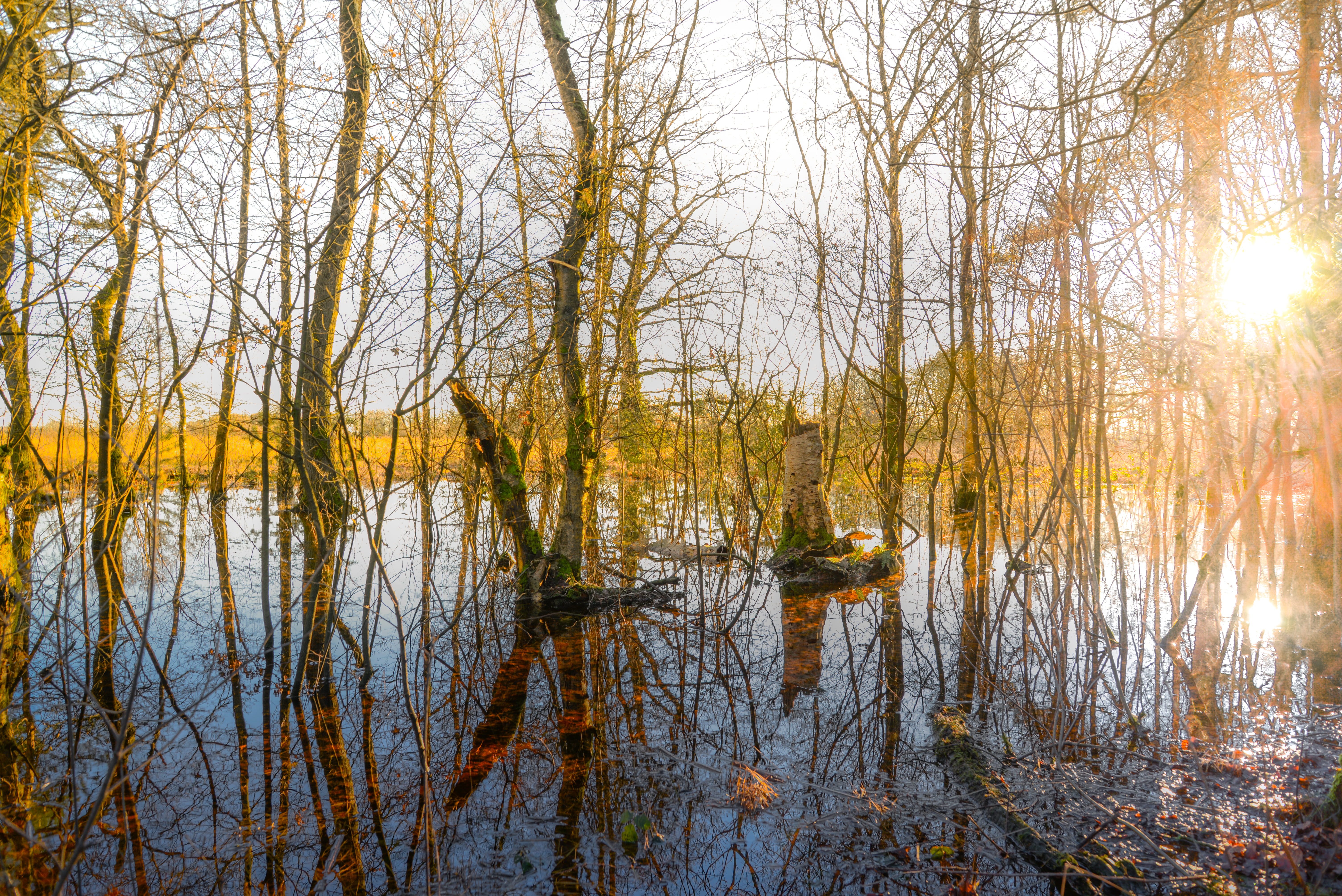 tranquility, environment, tree, sky, tranquil scene, day, trees, 5K, non-urban scene, middle, reflection, nature, scenics - nature, water, land, daylight, HD Wallpaper