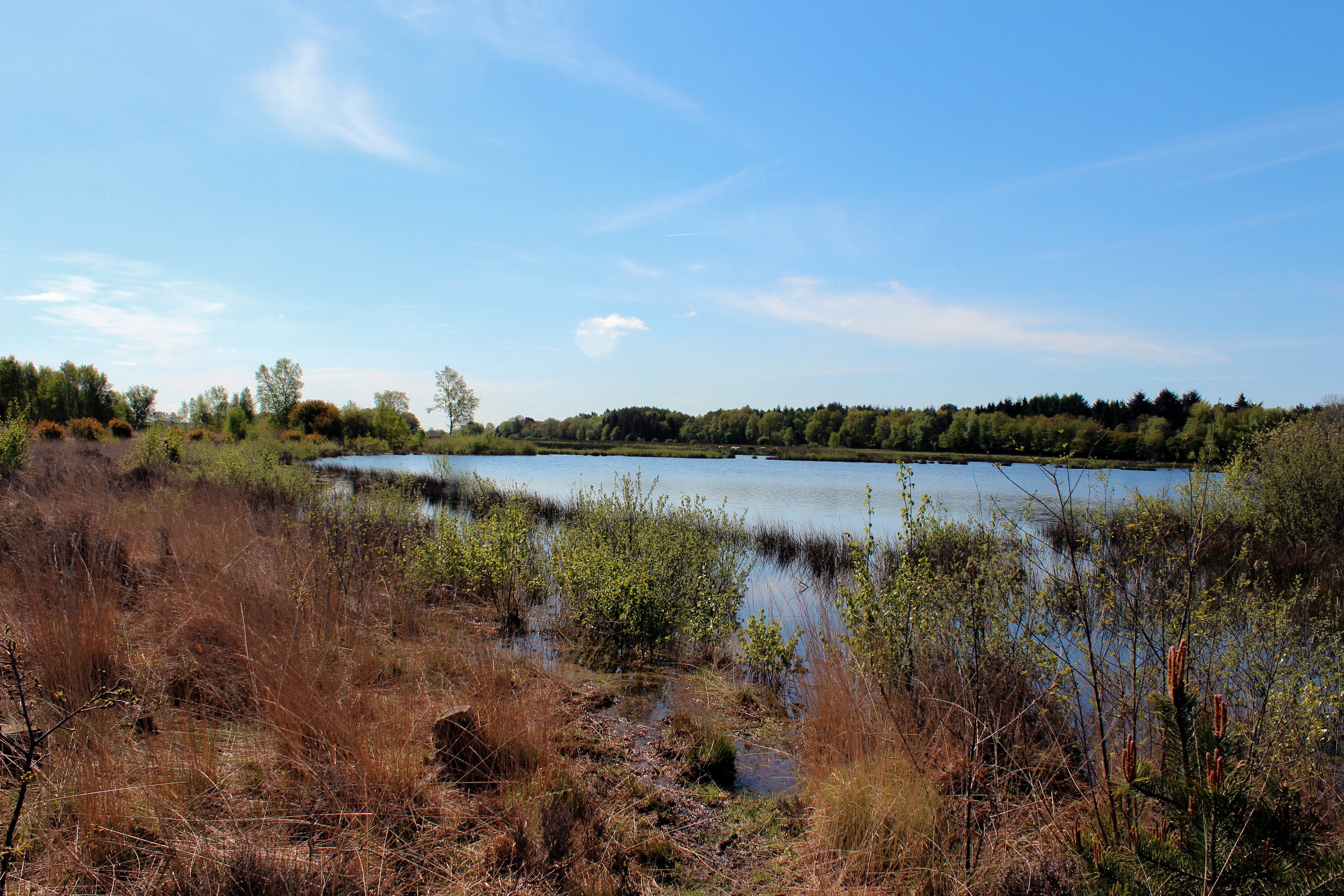 more, environment, swamp, dwingeloo, beauty in nature, water, plant, grass, heide, cloud - sky, view, landscape, drenthe, day, tranquility, lake, land, HD Wallpaper