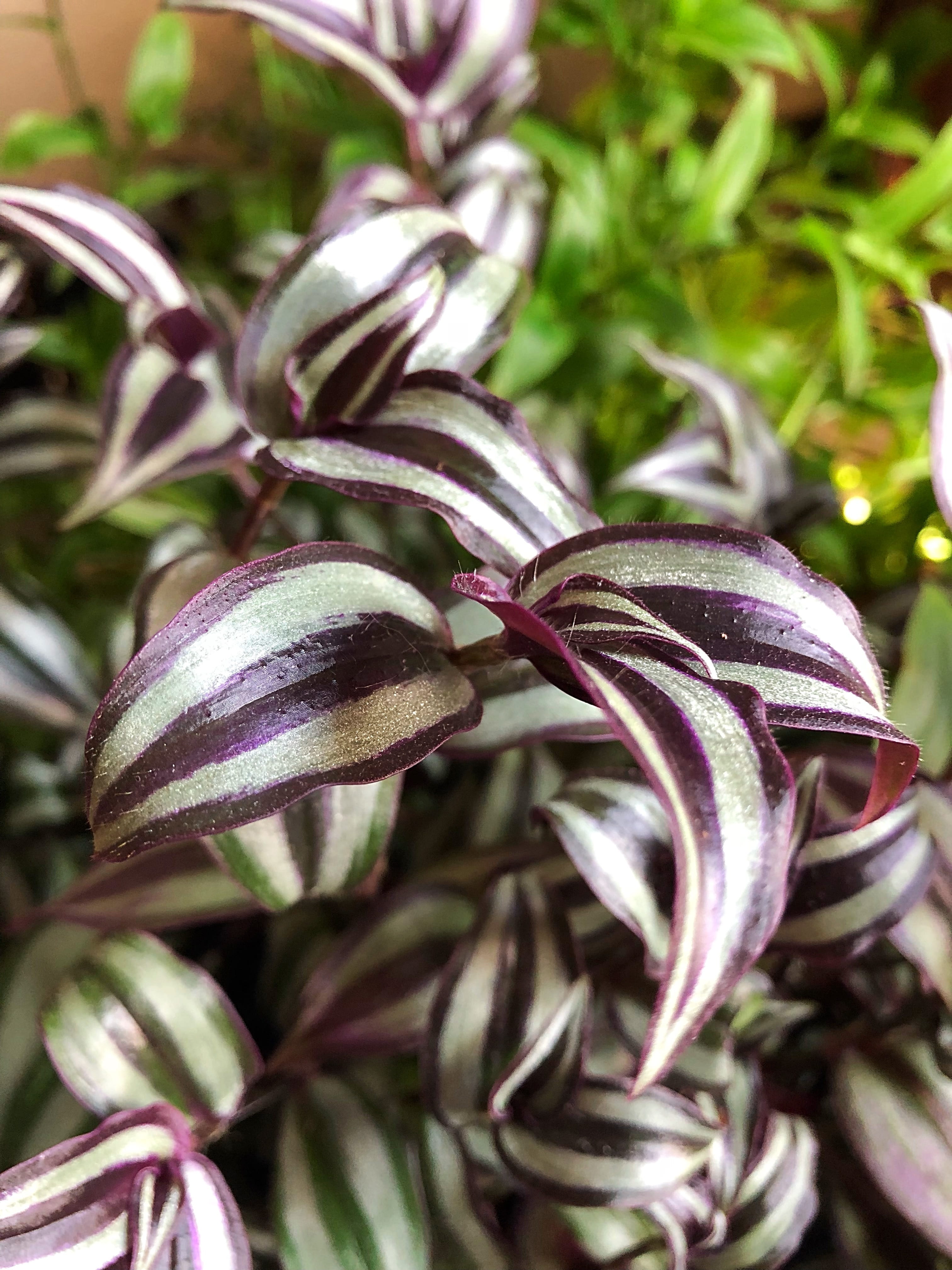 focus on foreground, houseplant, garden, food, freshness, green, purple, zebrina, botany, natural, plant, plant part, flora, nature, leaf, flower, food and drink, Phone HD Wallpaper